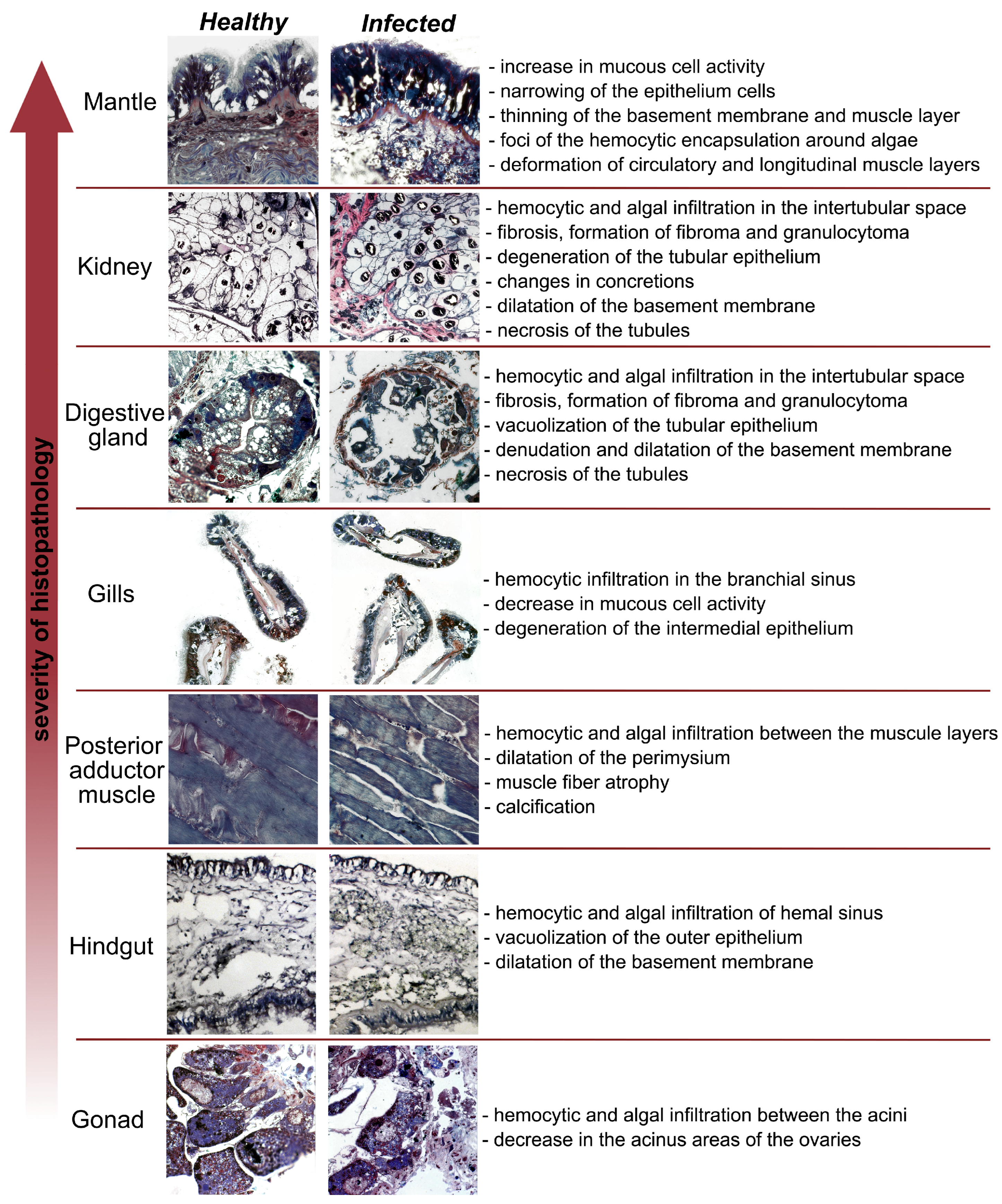 Microorganisms 12 00997 g005