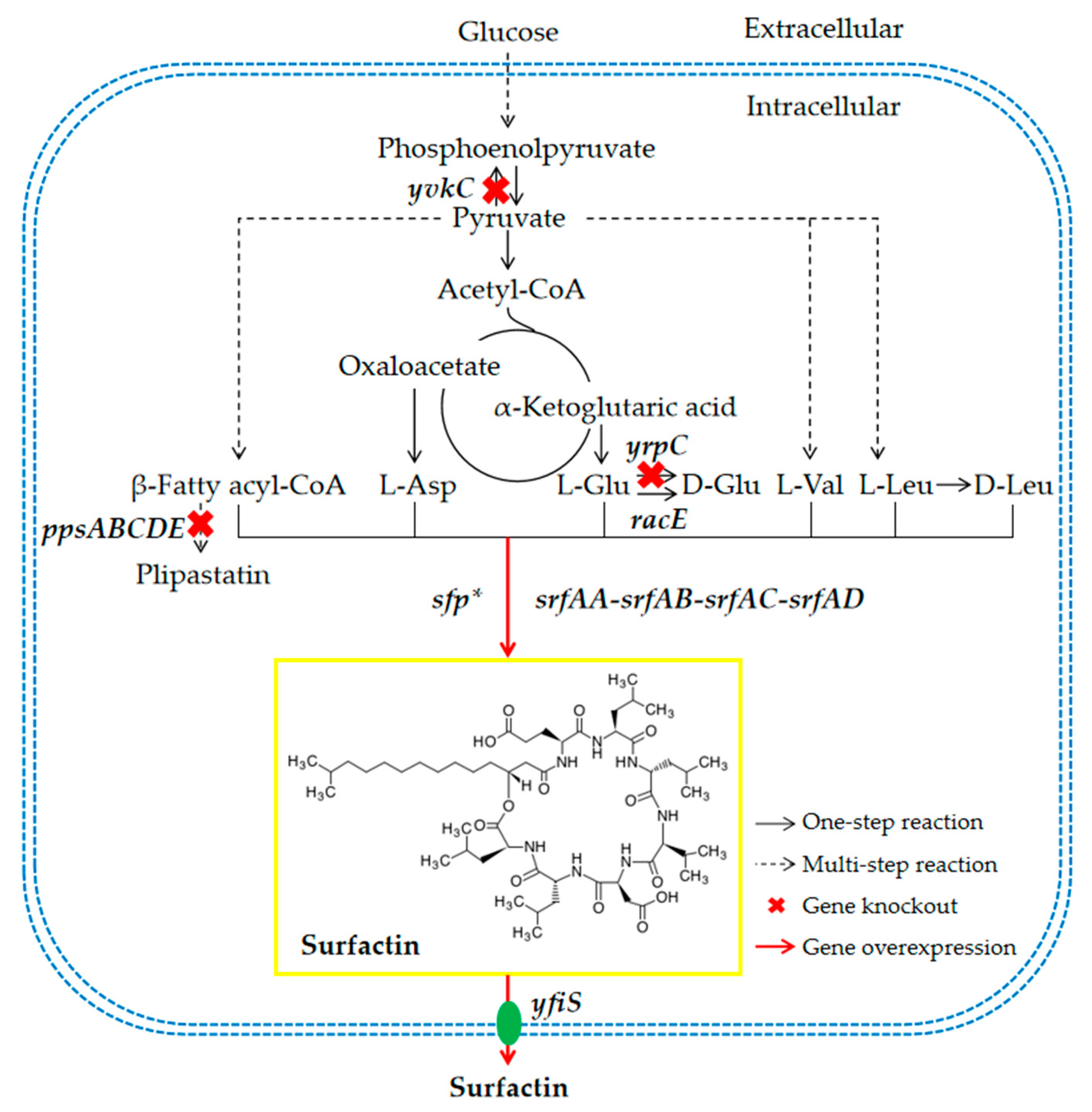 Microorganisms 12 00998 g001