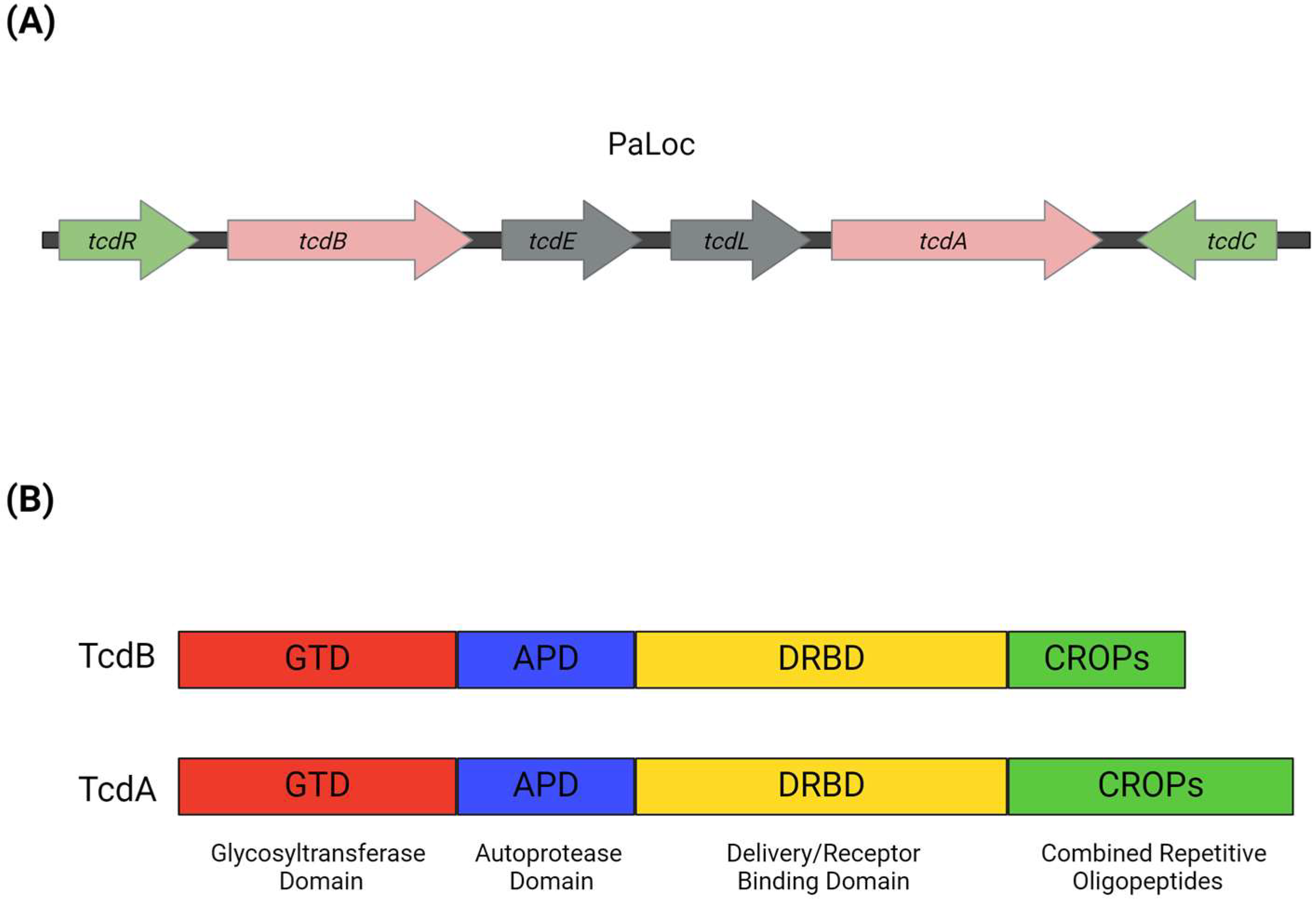 Microorganisms 12 01004 g001