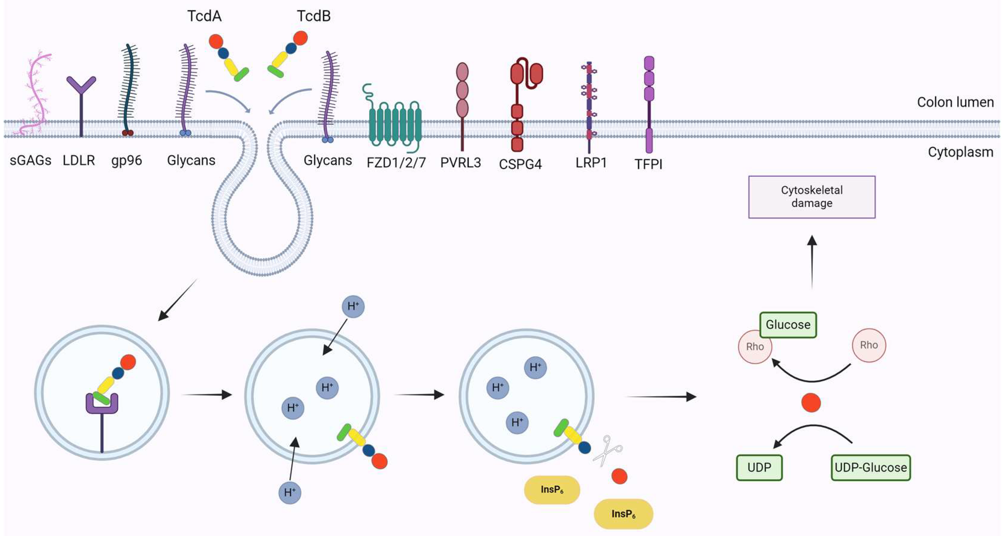 Exploring the Toxin-Mediated Mechanisms in Clostridioides