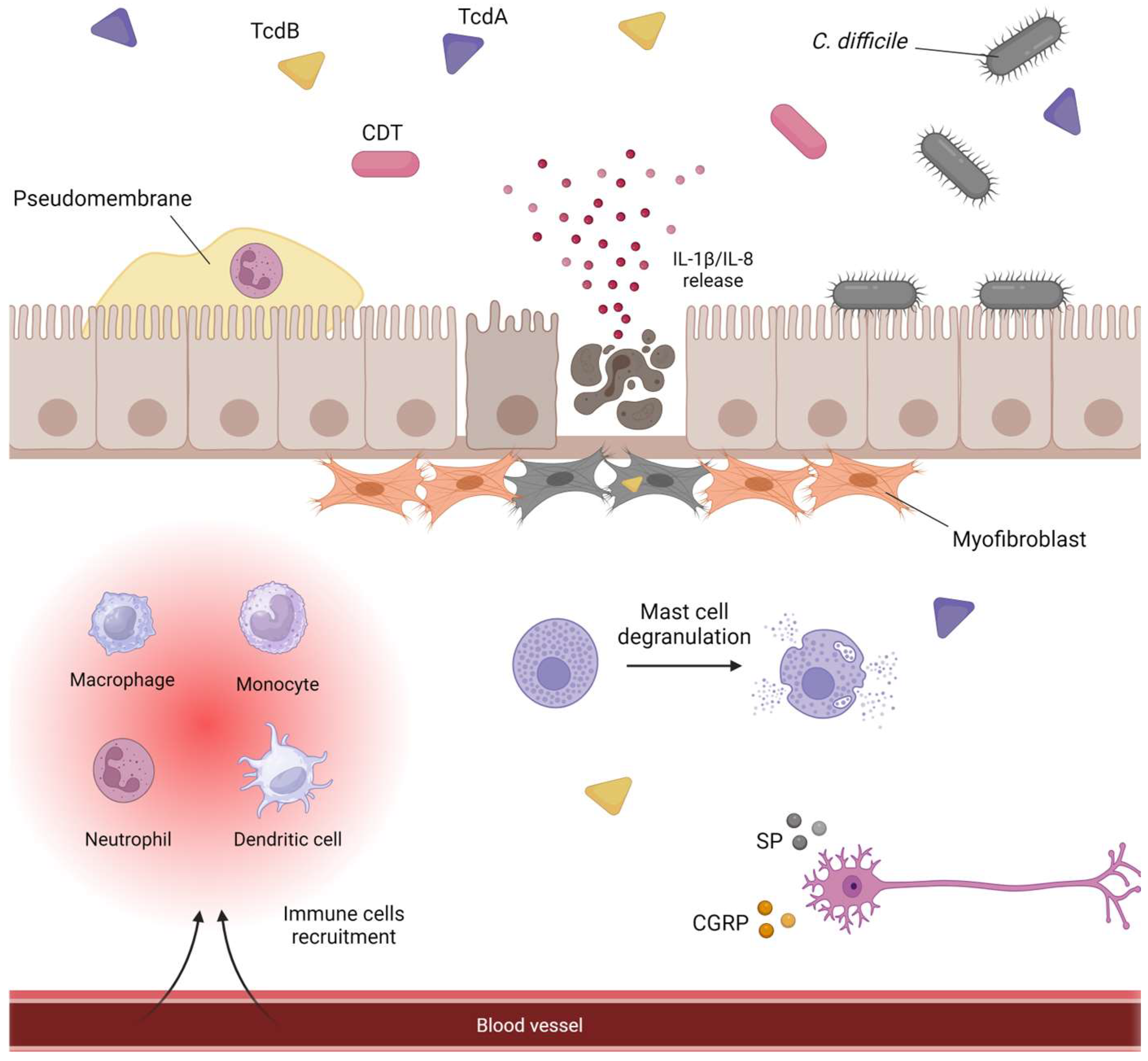 高評価なギフト the Exploring Toxin-Mediated Clostridioides in Mechanisms その他観葉植物