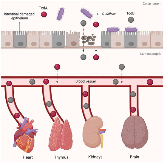 Exploring the Toxin-Mediated Mechanisms in Clostridioides