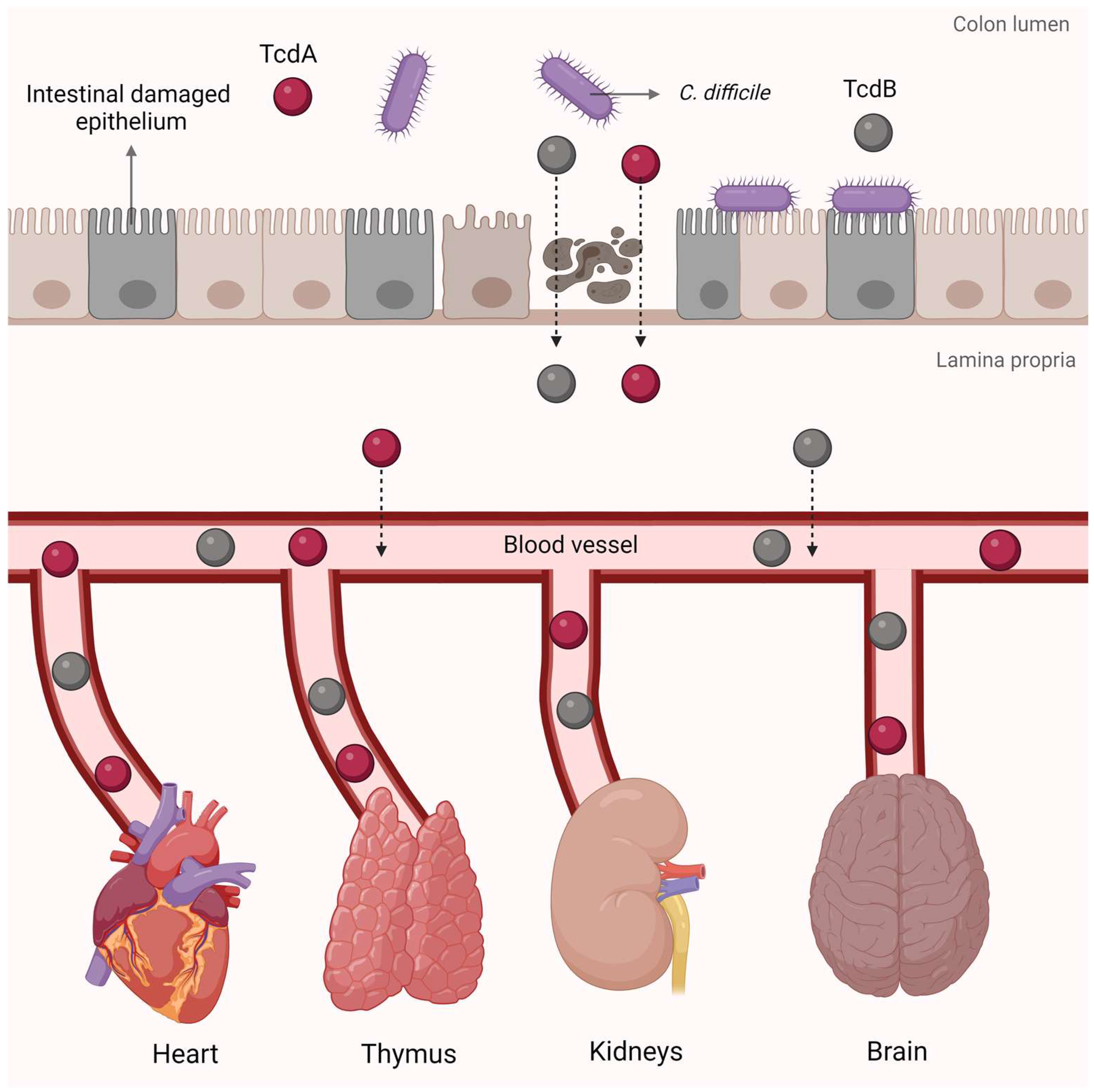 Microorganisms 12 01004 g004
