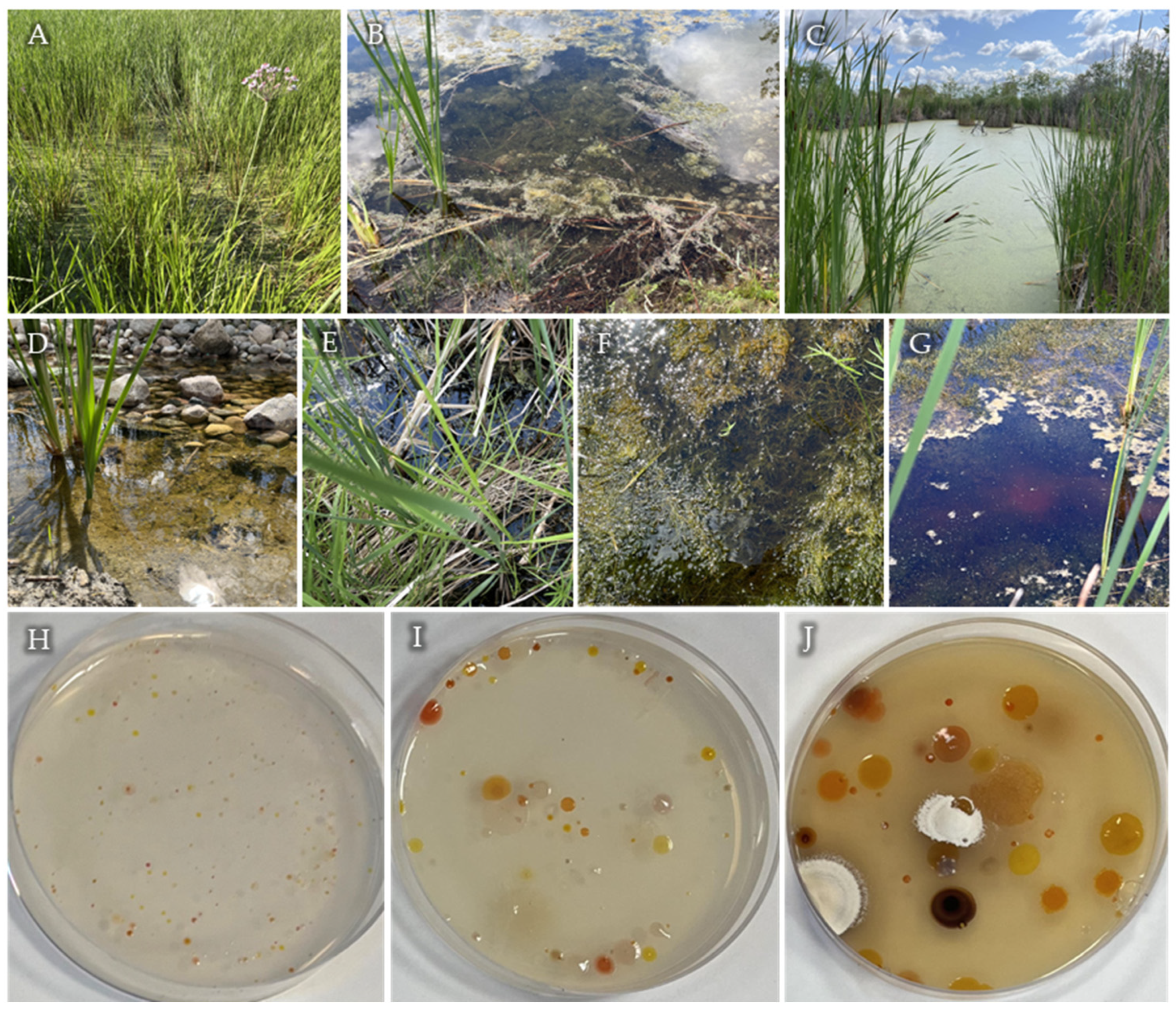 Microorganisms 12 01007 g001