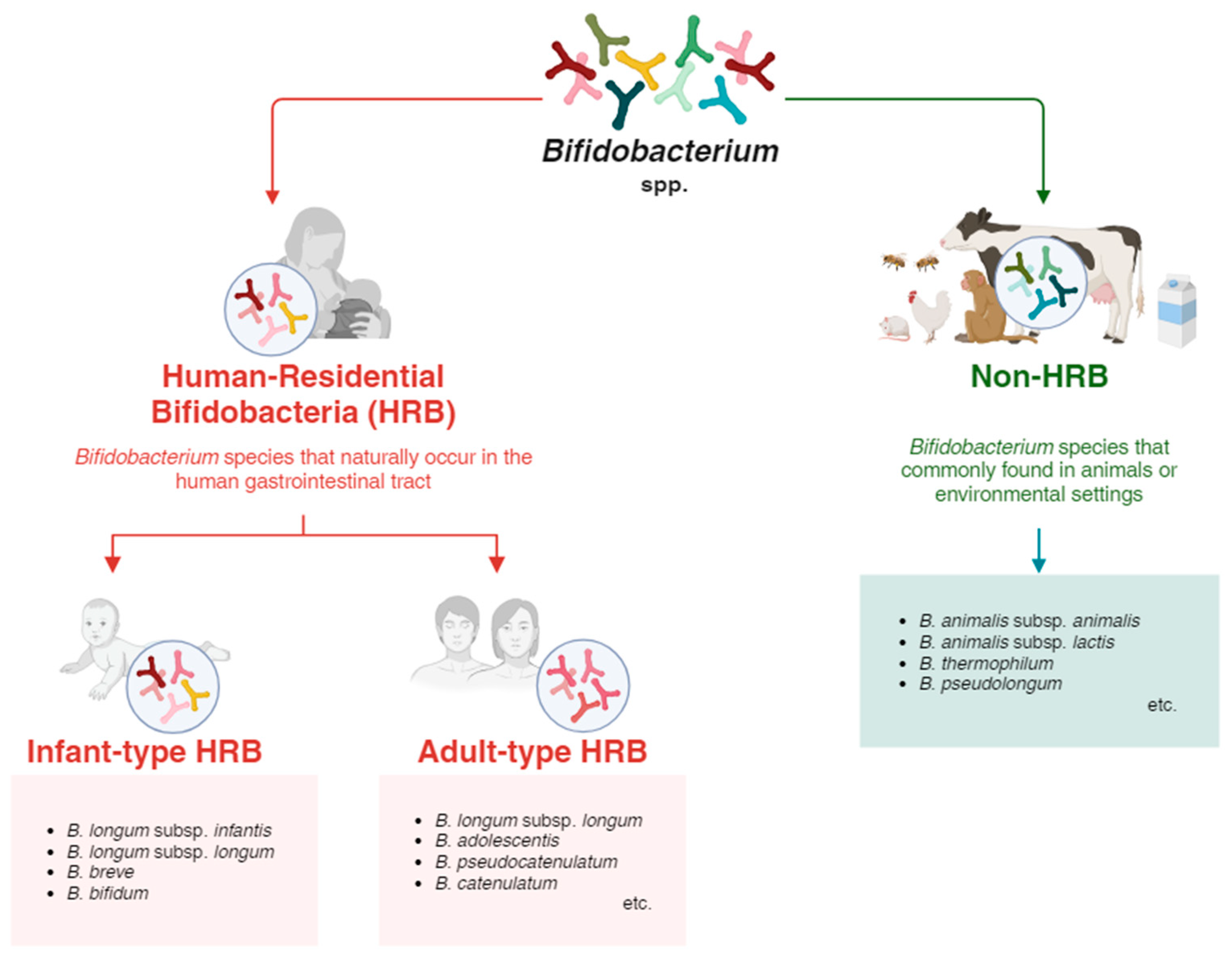 Microorganisms 12 01014 g001 Microorganisms 12 01014 g001
