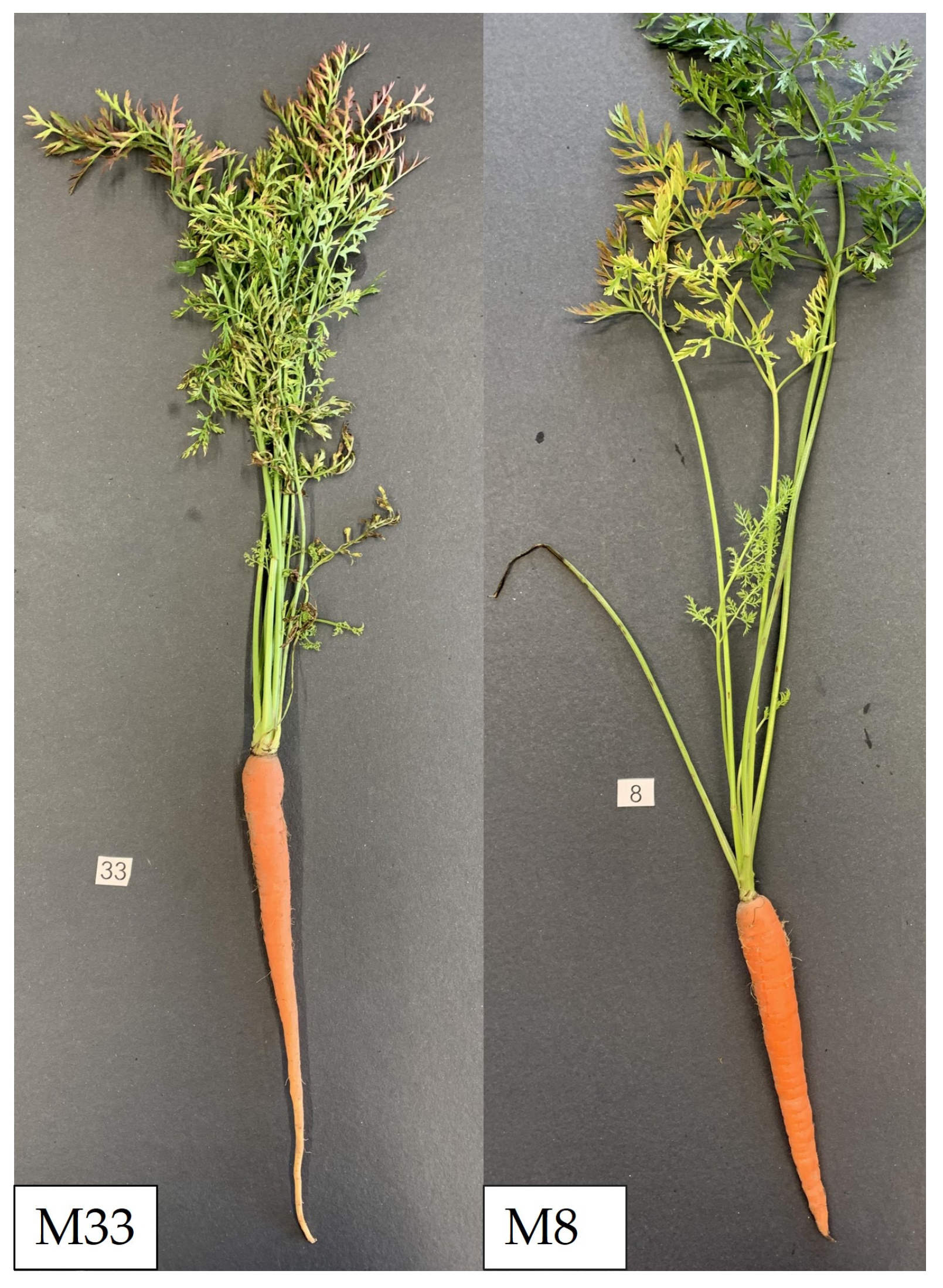 Microorganisms 12 01016 g001 Microorganisms 12 01016 g001