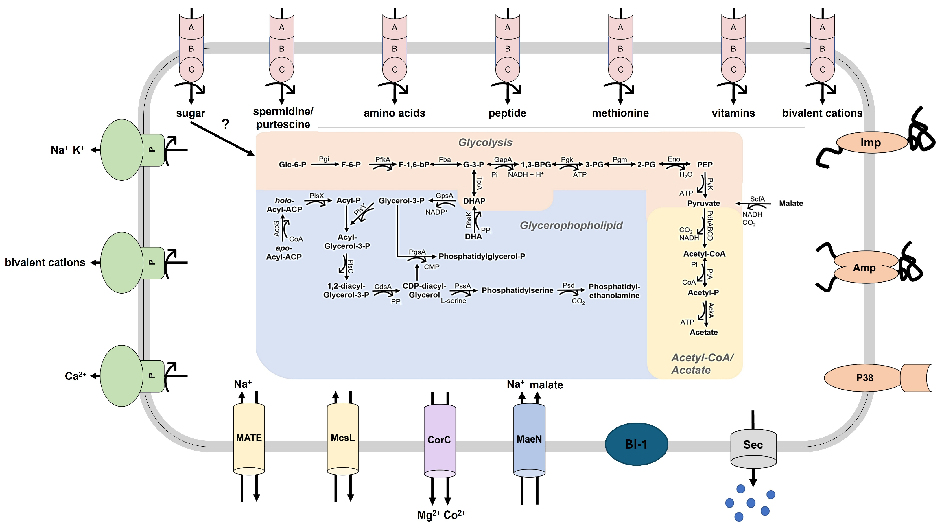 Microorganisms 12 01016 g007 Microorganisms 12 01016 g007
