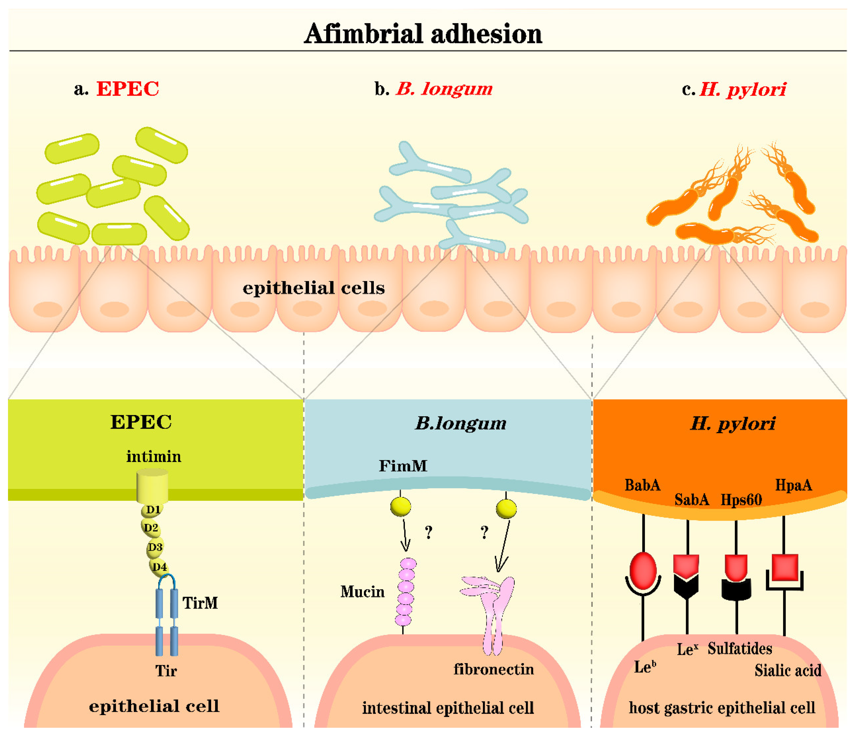 Microorganisms 12 01026 g002