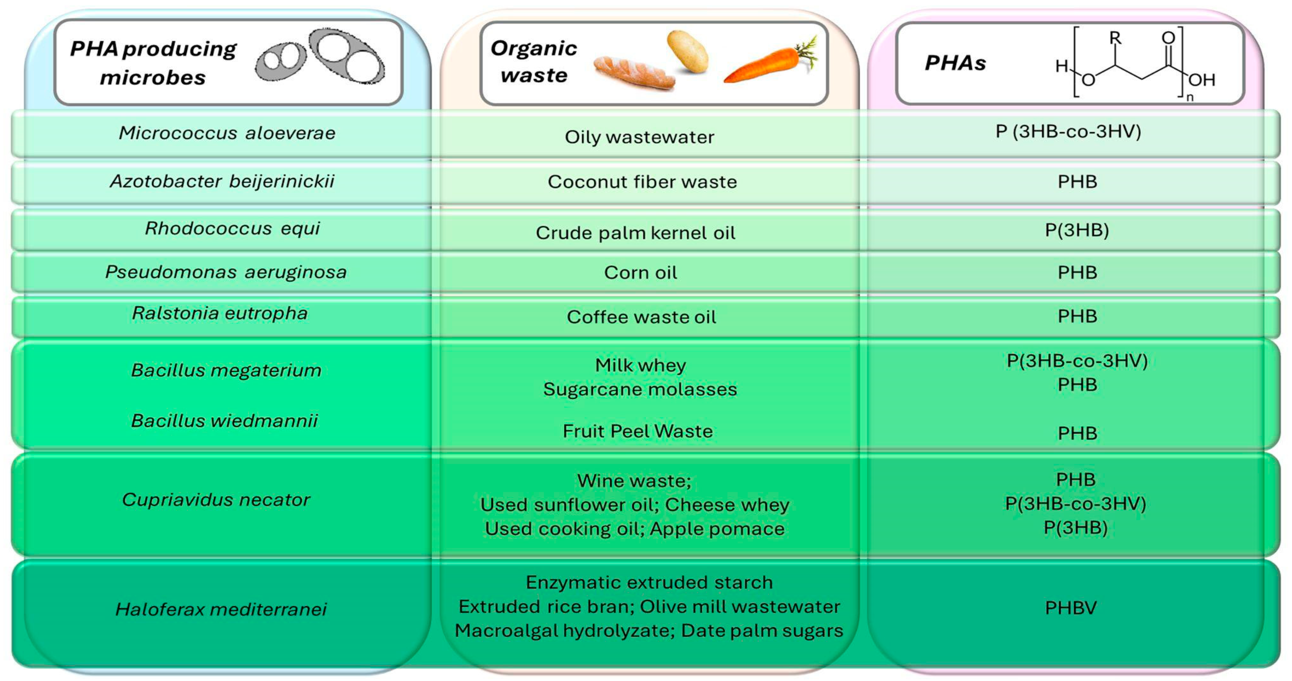 Microorganisms 12 01038 g001