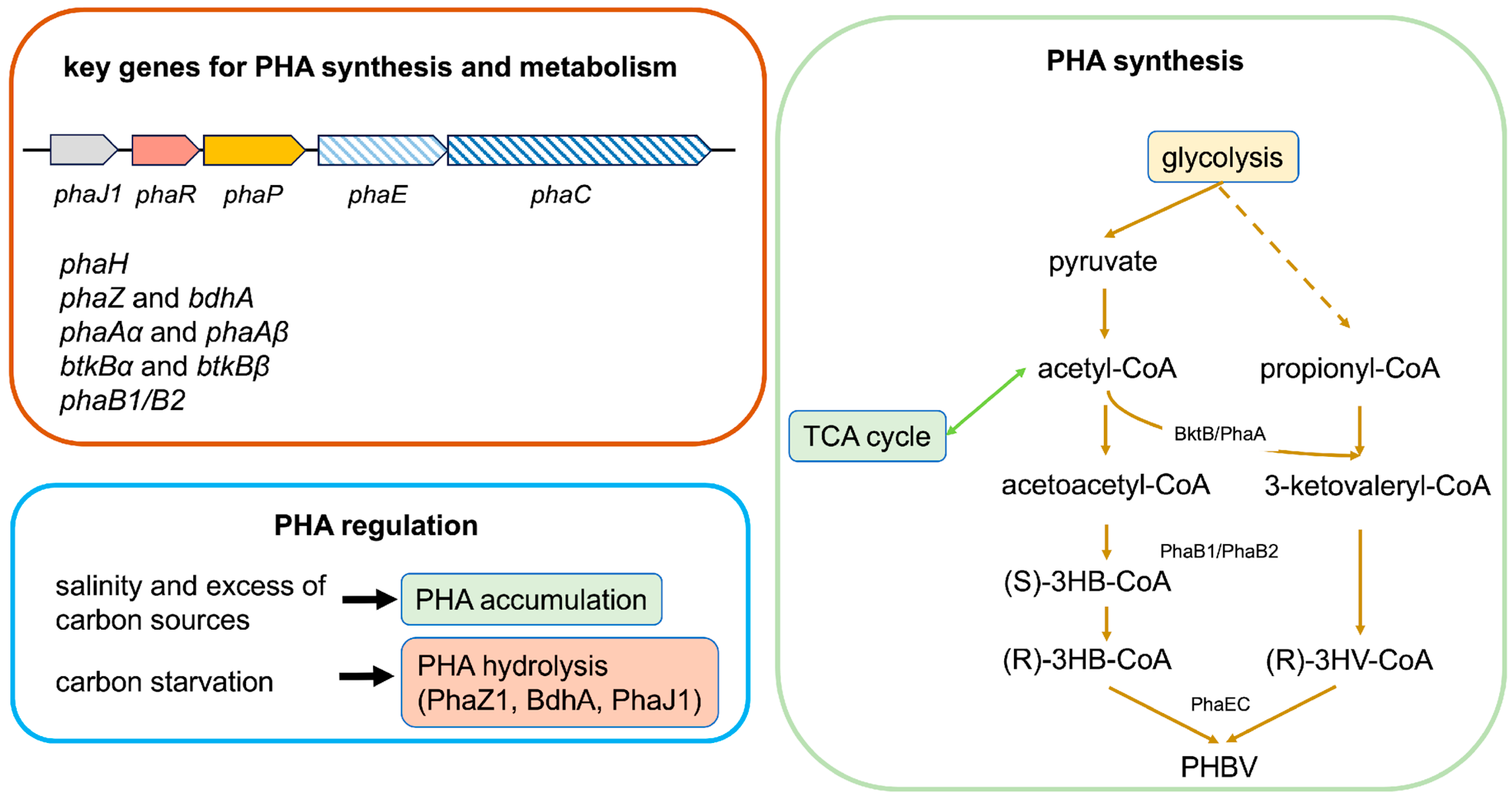 Microorganisms 12 01038 g002