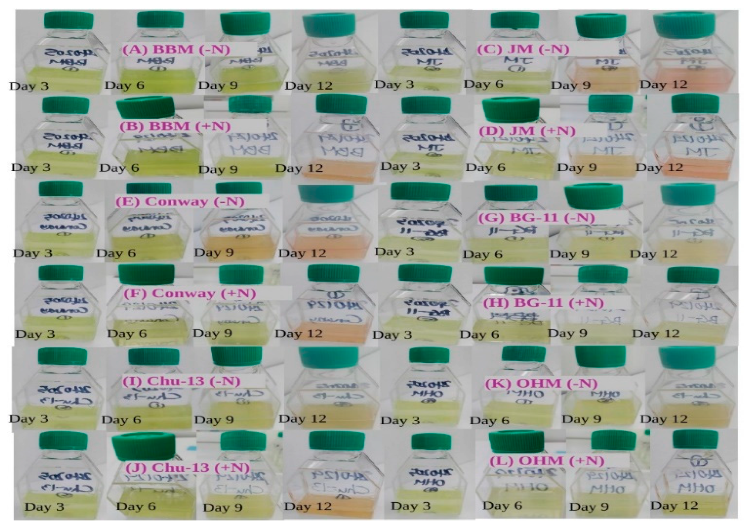 Microorganisms 12 01040 g001