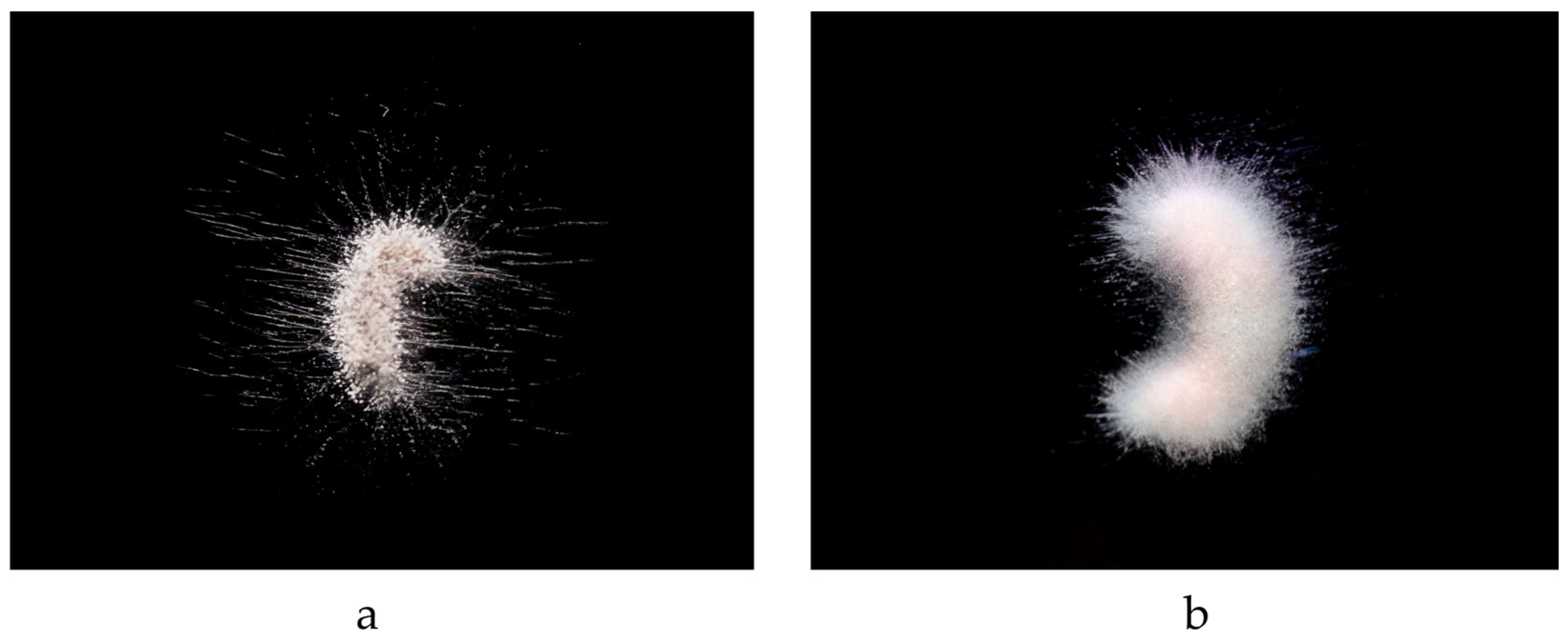 Microorganisms 12 01041 g004
