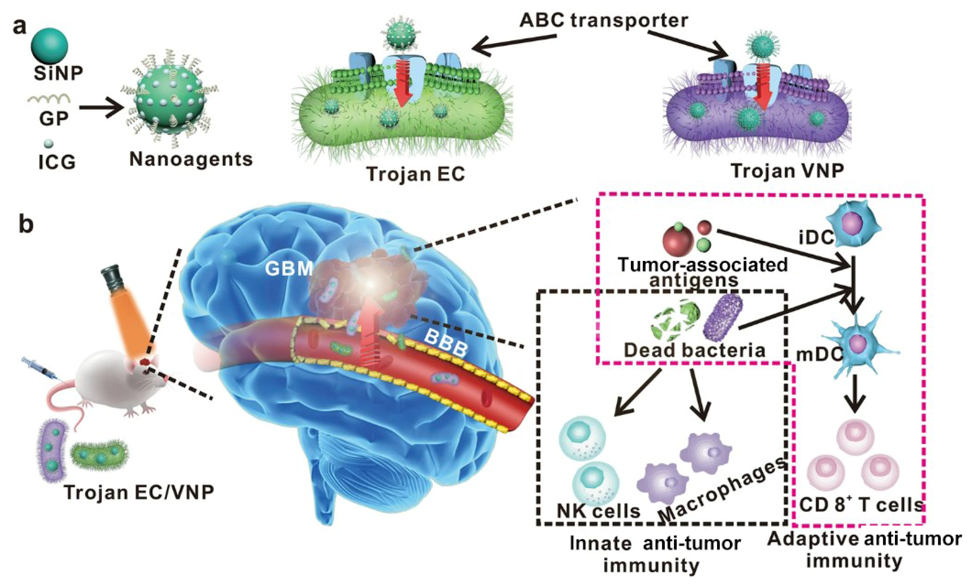 Microorganisms 12 01053 g001