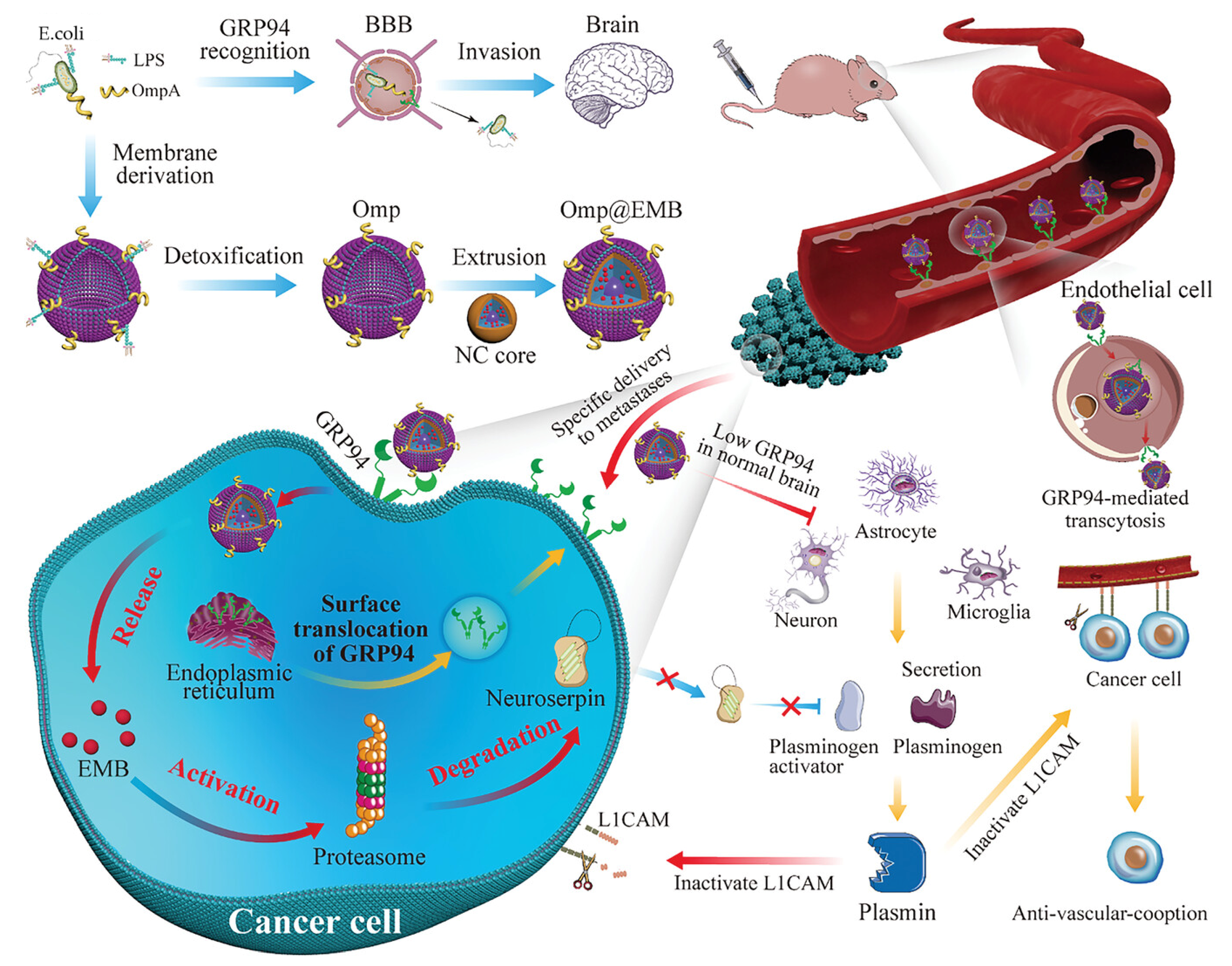 Microorganisms 12 01053 g002