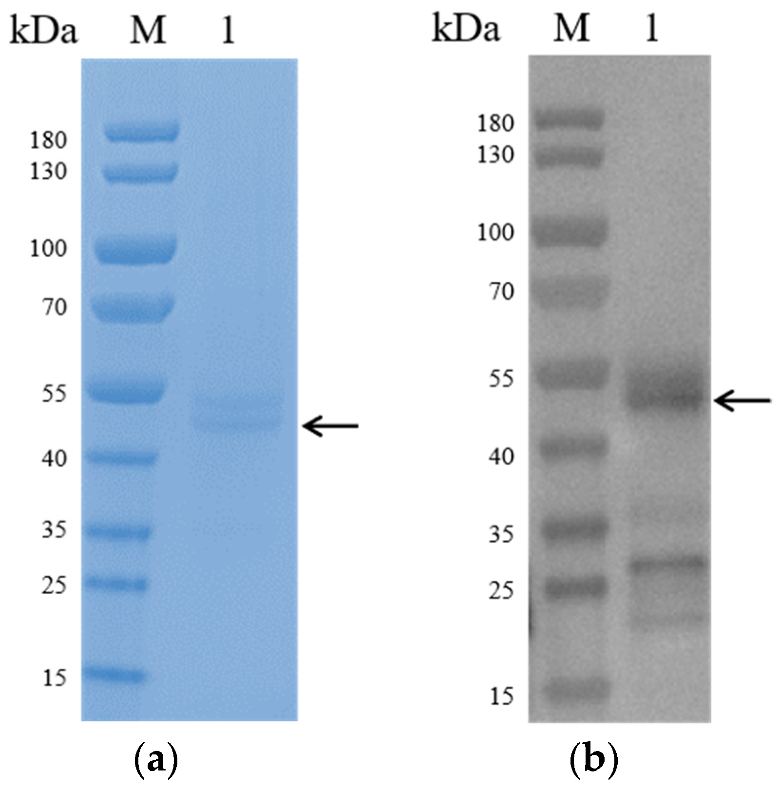 Microorganisms 12 01056 g002
