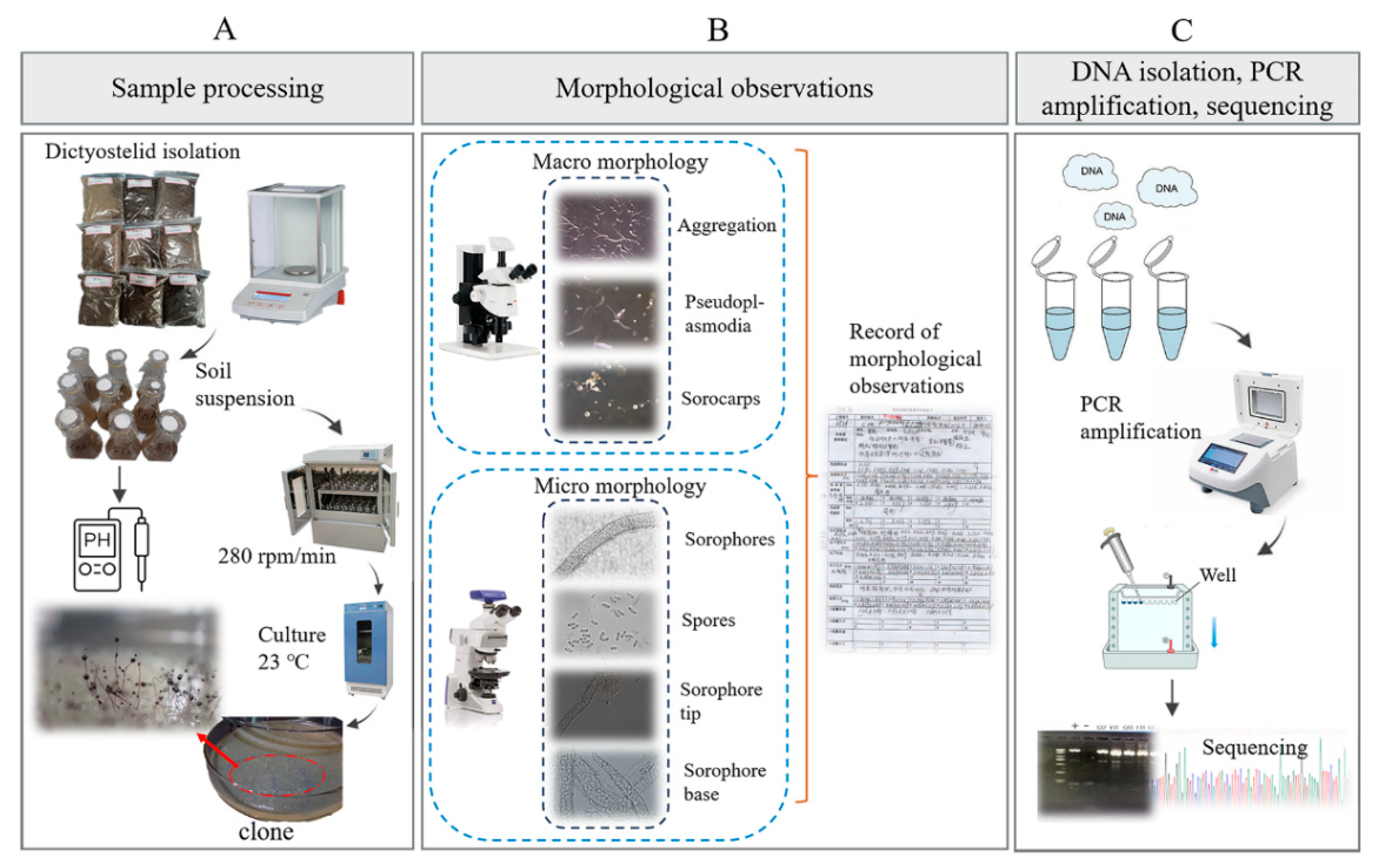 Microorganisms 12 01061 g003