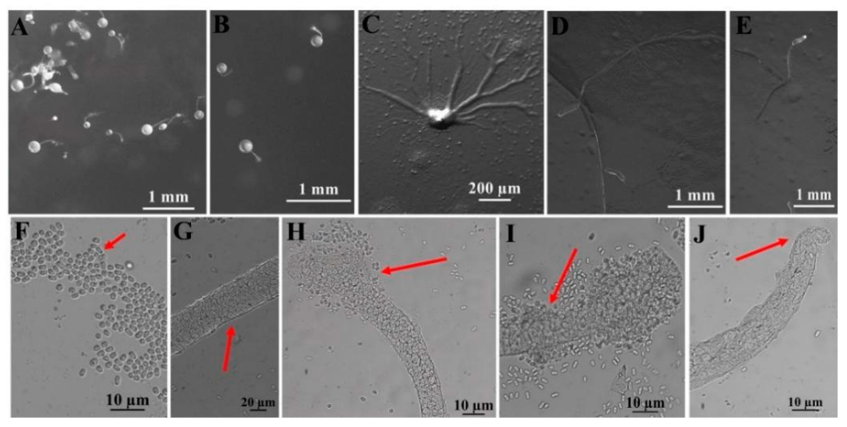Microorganisms 12 01061 g006