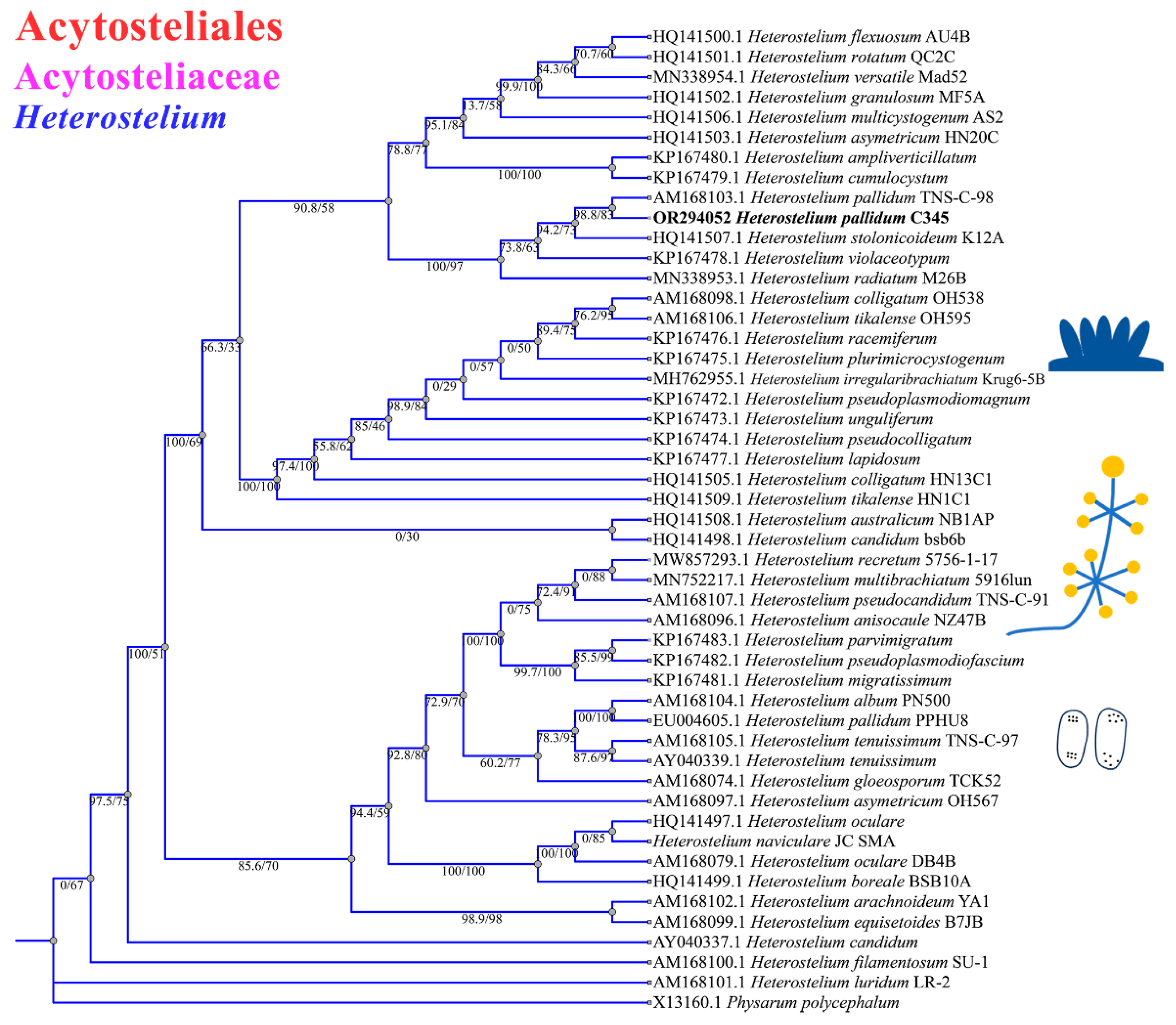 Microorganisms 12 01061 g011