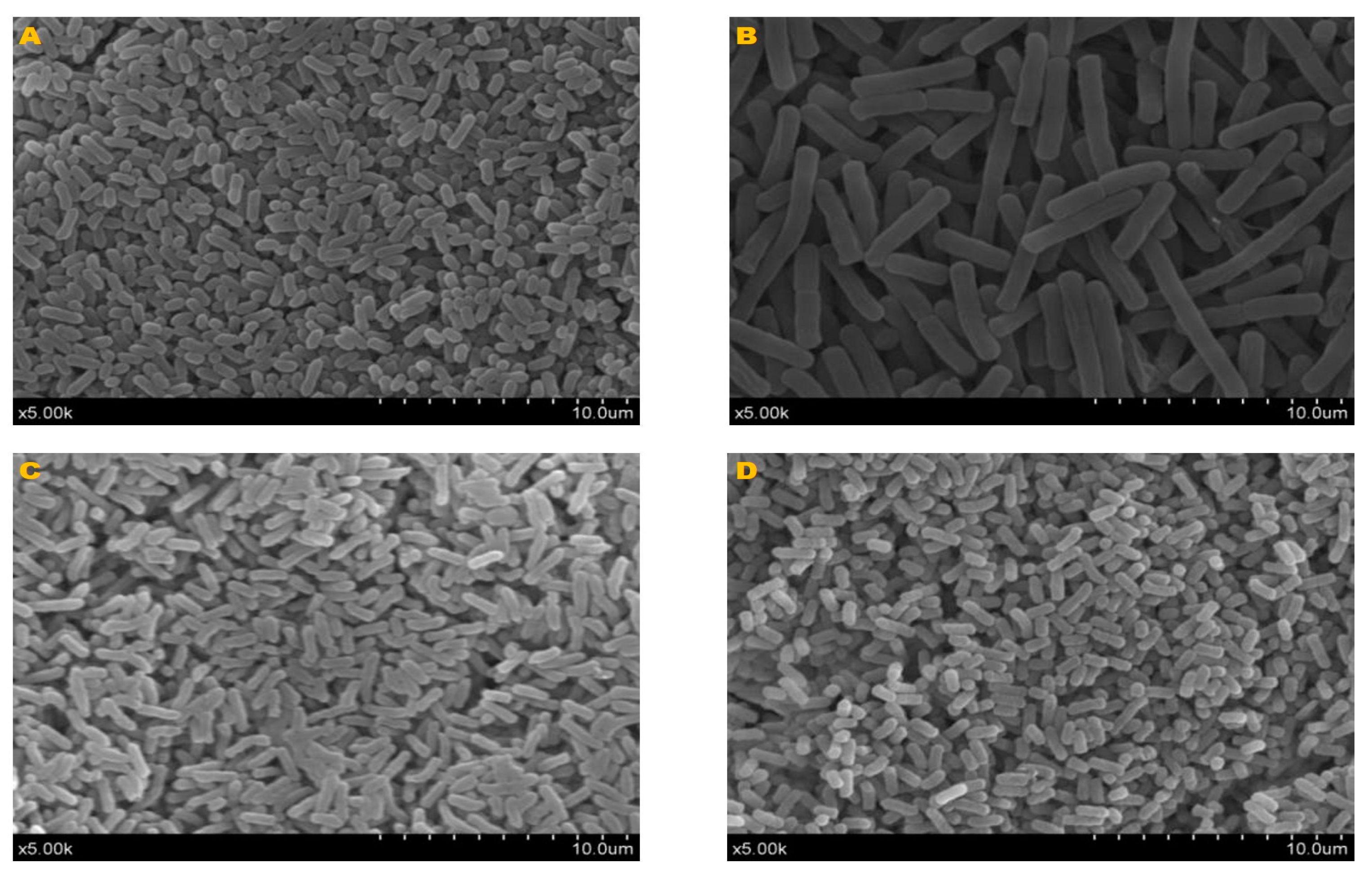 Microorganisms 12 01062 g002