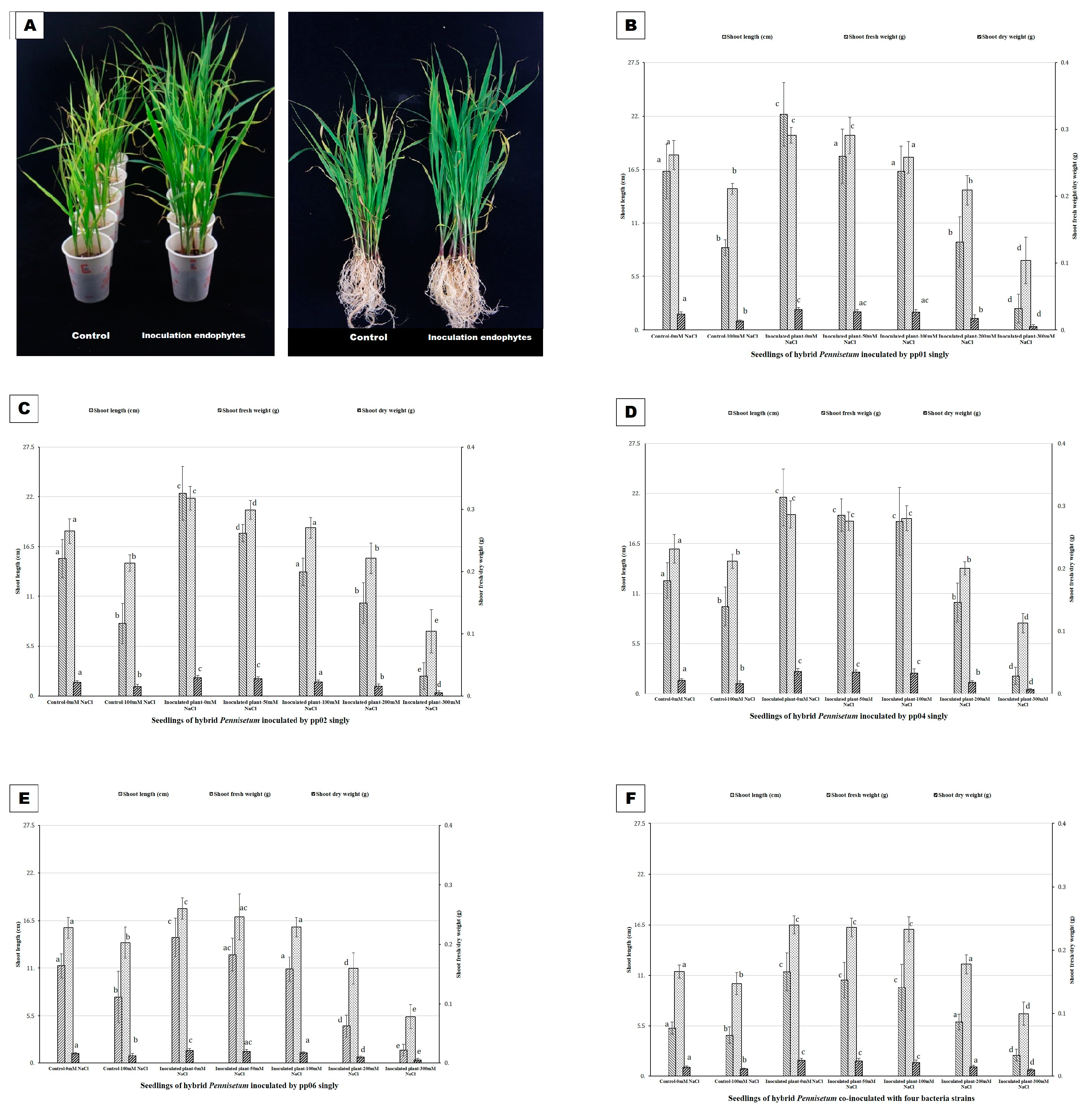 Microorganisms 12 01062 g004