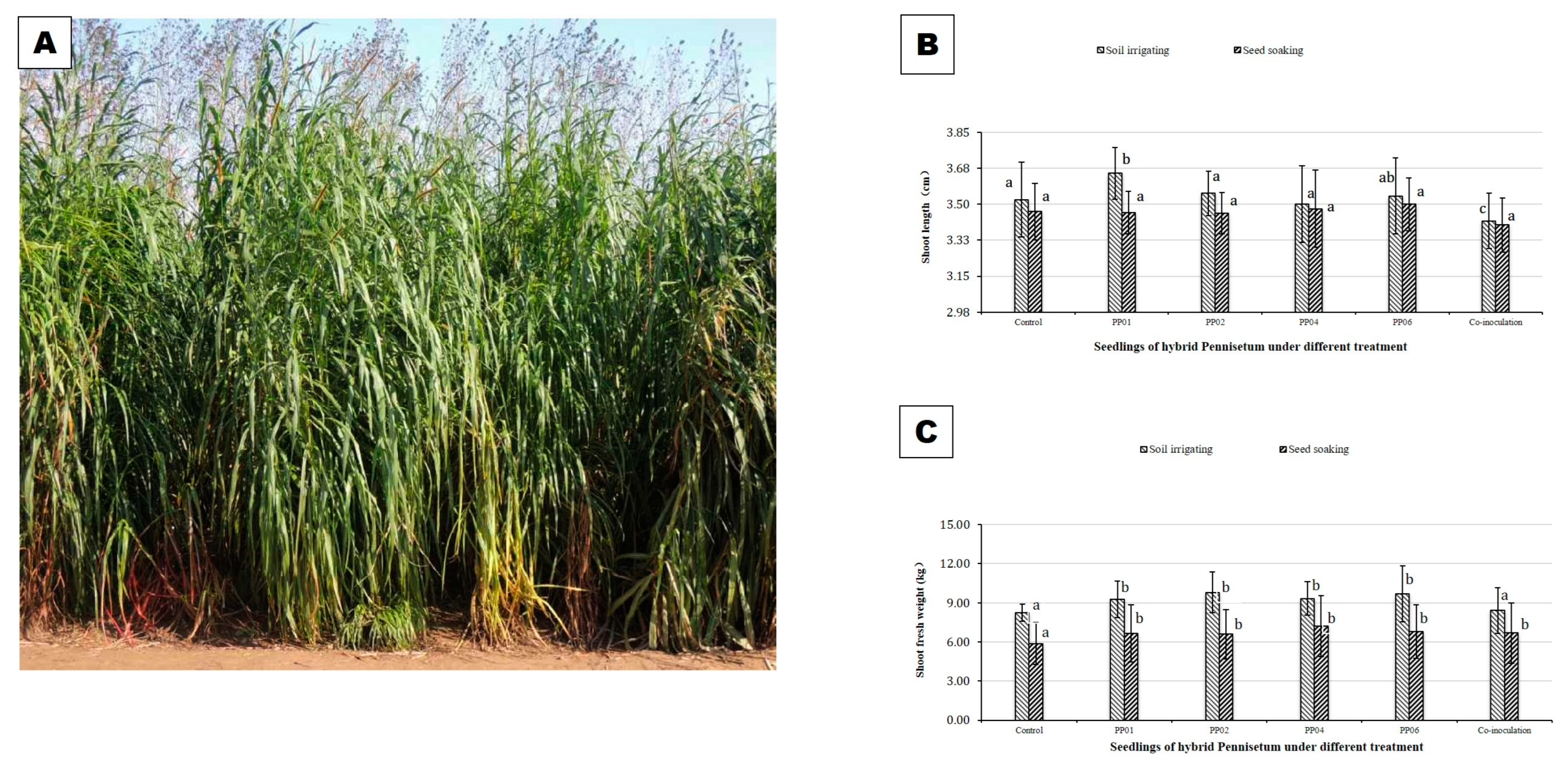 Microorganisms 12 01062 g005
