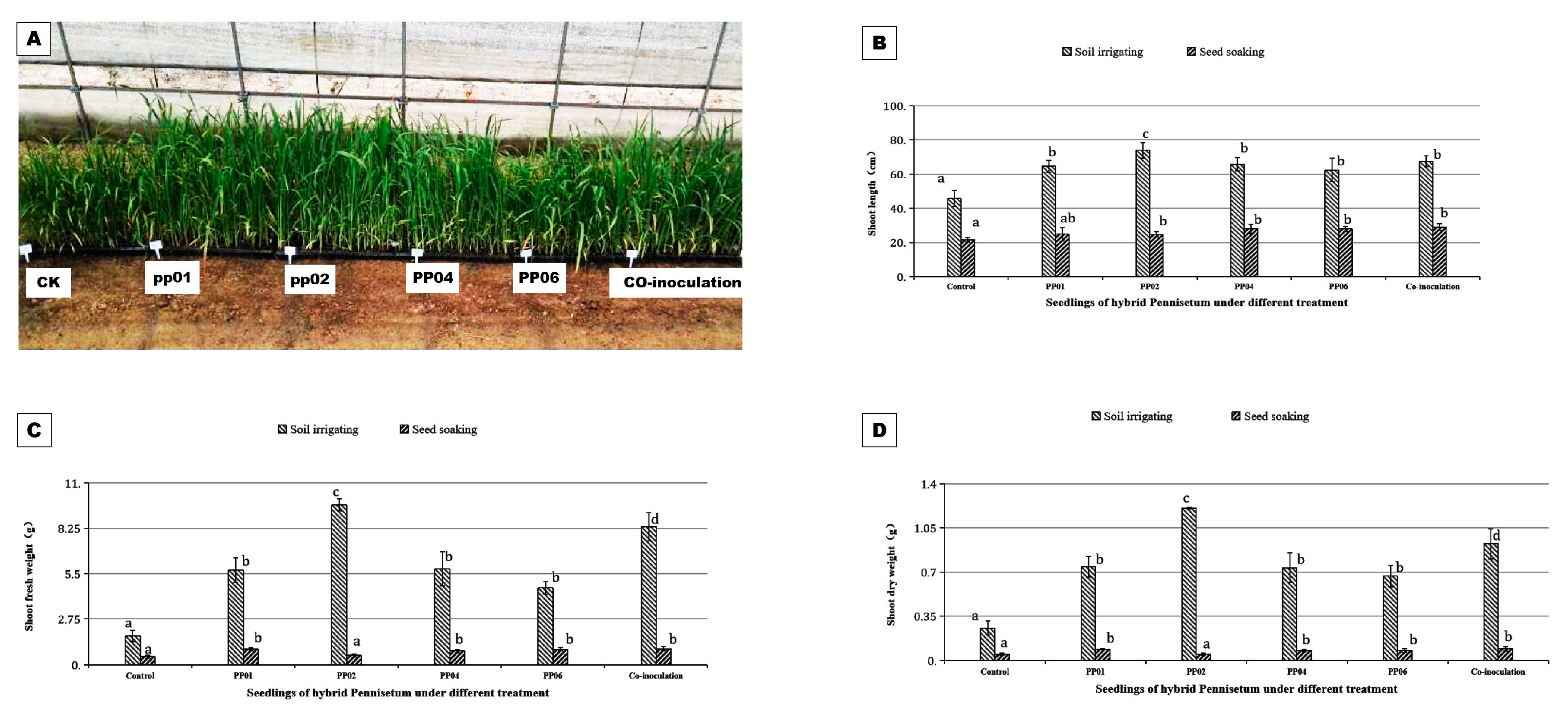 Microorganisms 12 01062 g006