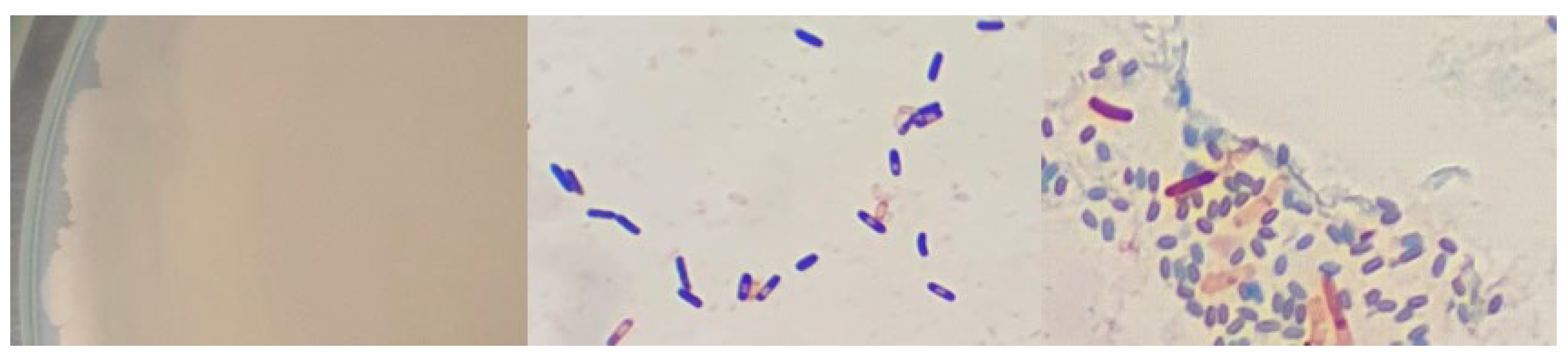 Microorganisms 12 01066 g0a13