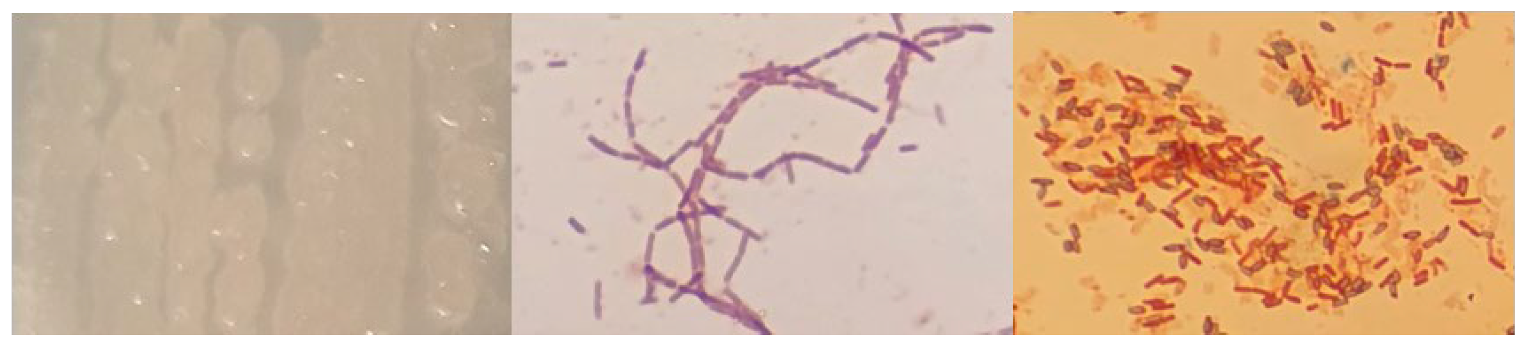 Microorganisms 12 01066 g0a7