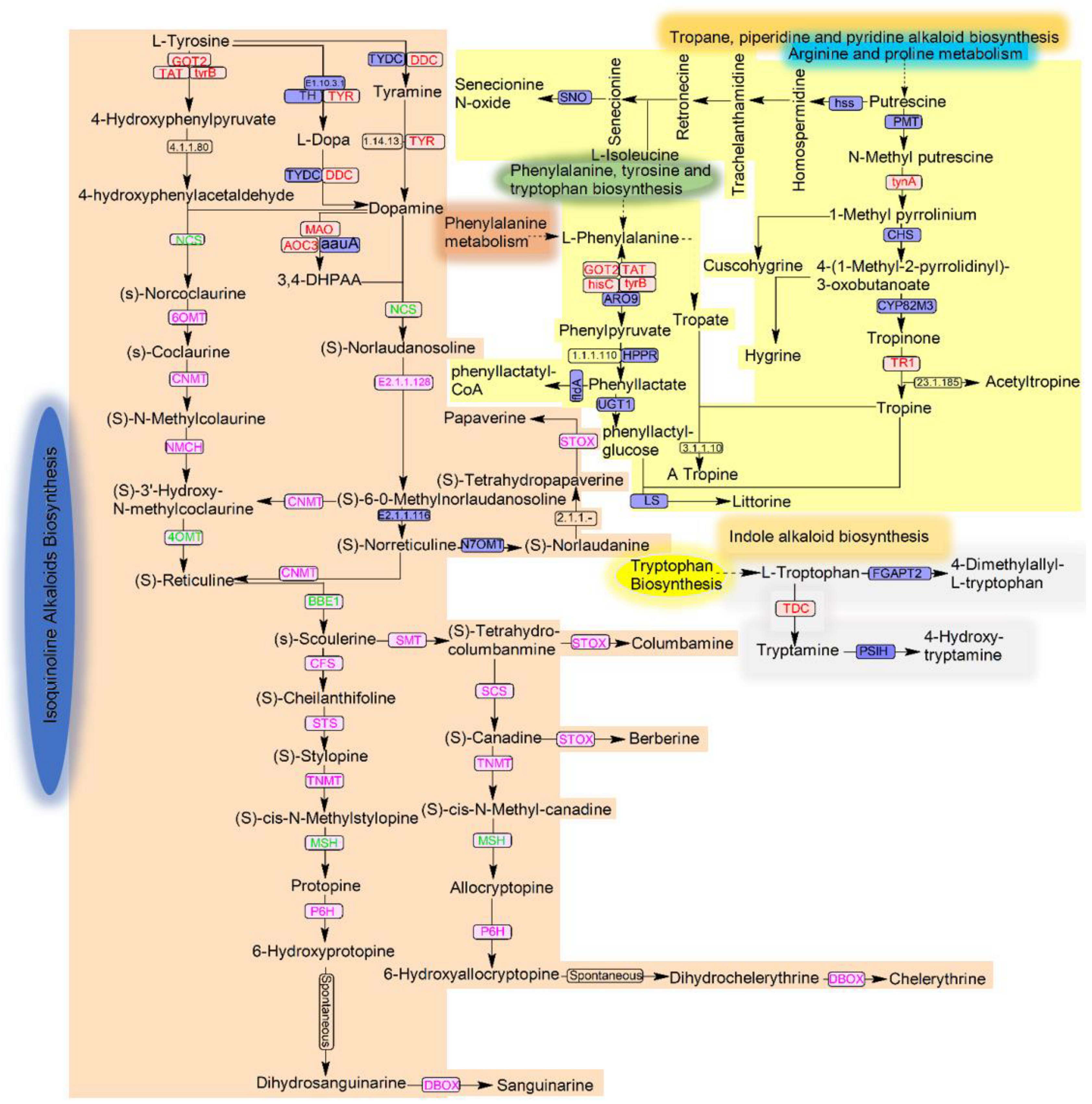 Microorganisms 12 01088 g008