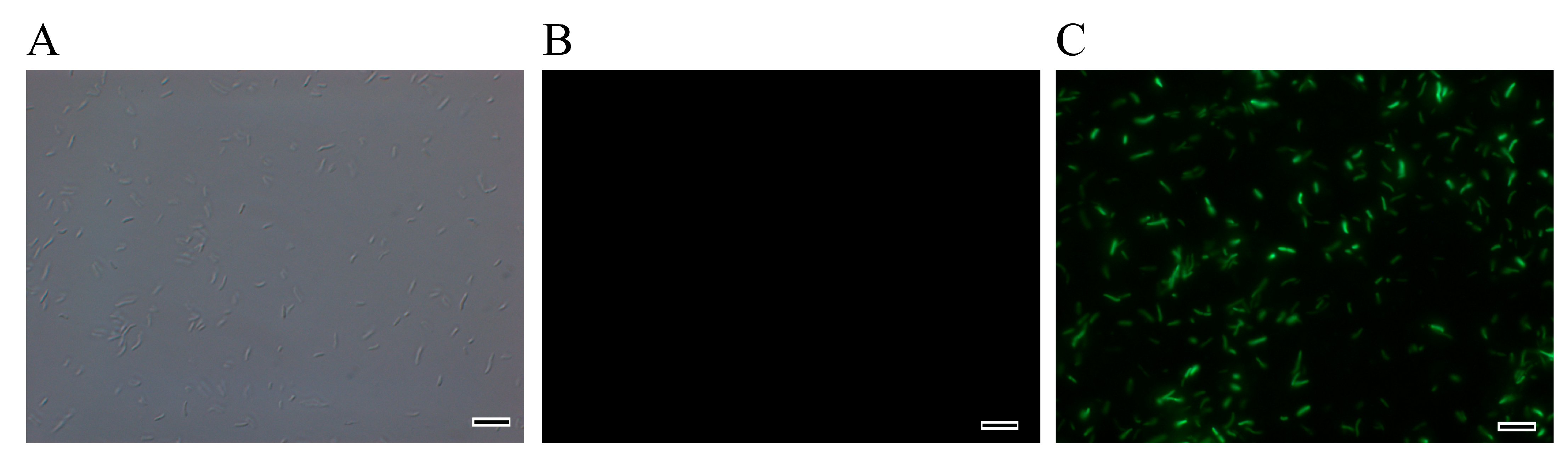 Microorganisms 12 01089 g005