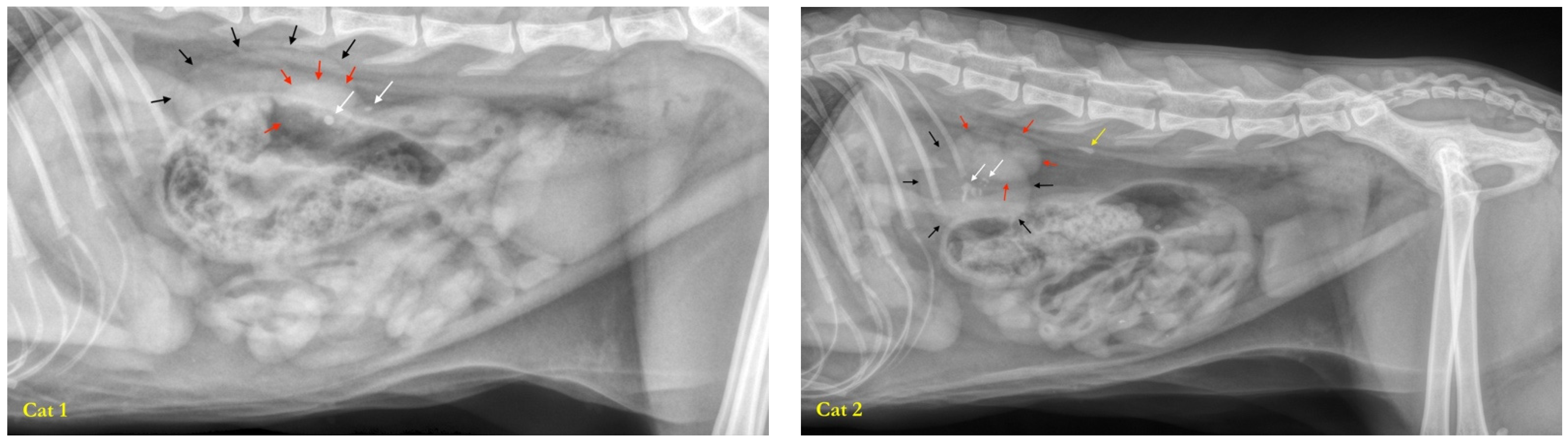 Microorganisms 12 01098 g002a