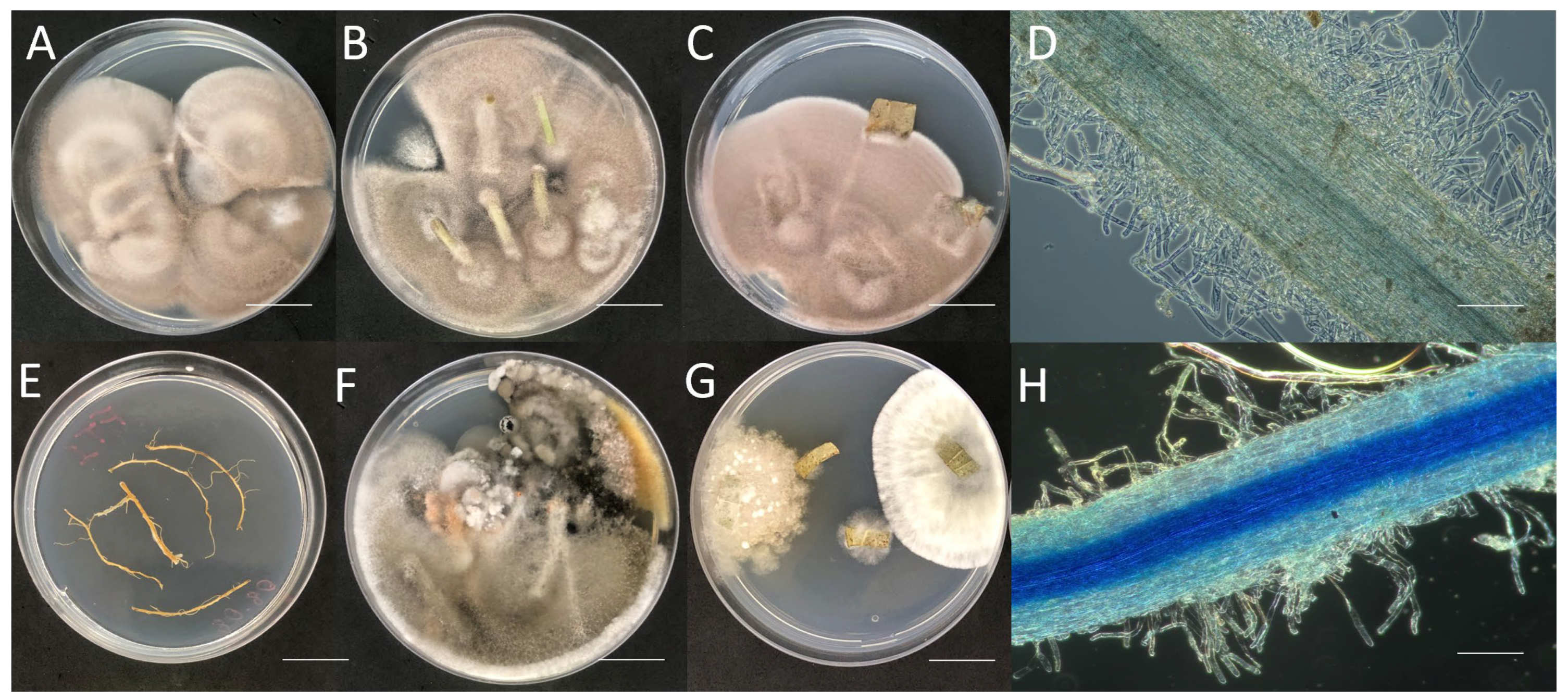 Microorganisms 12 01100 g003