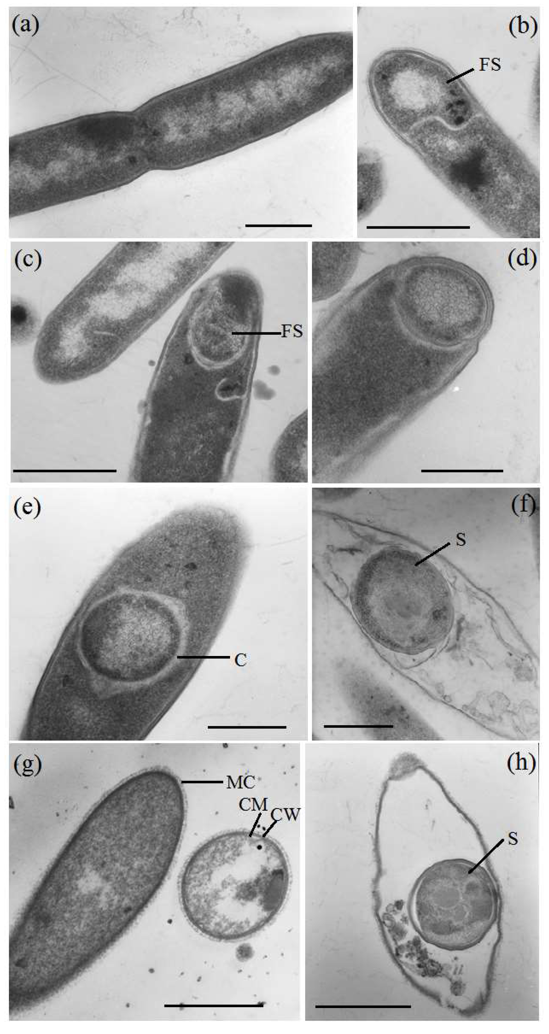 Microorganisms 12 01115 g006