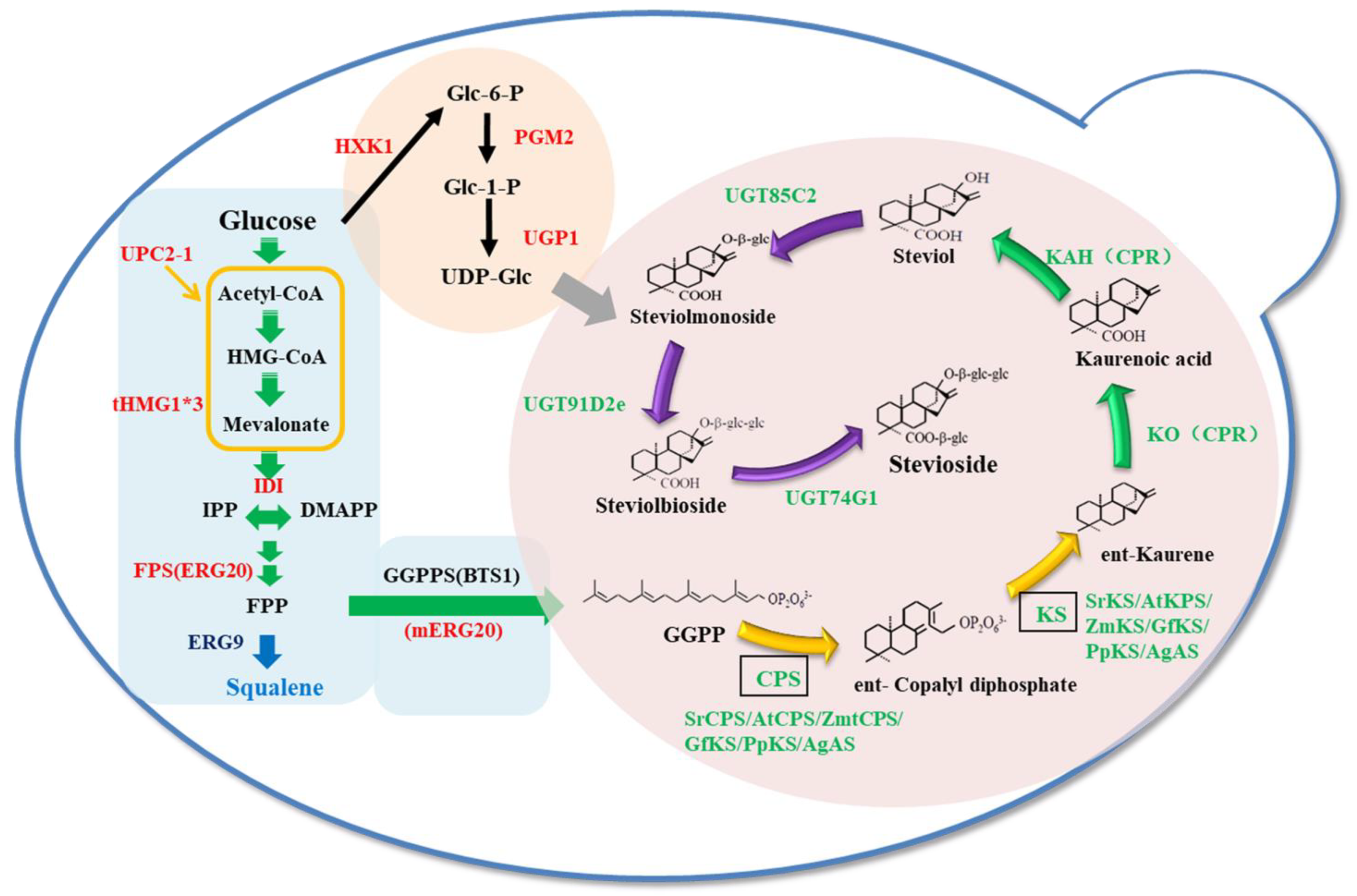 Microorganisms 12 01125 g001