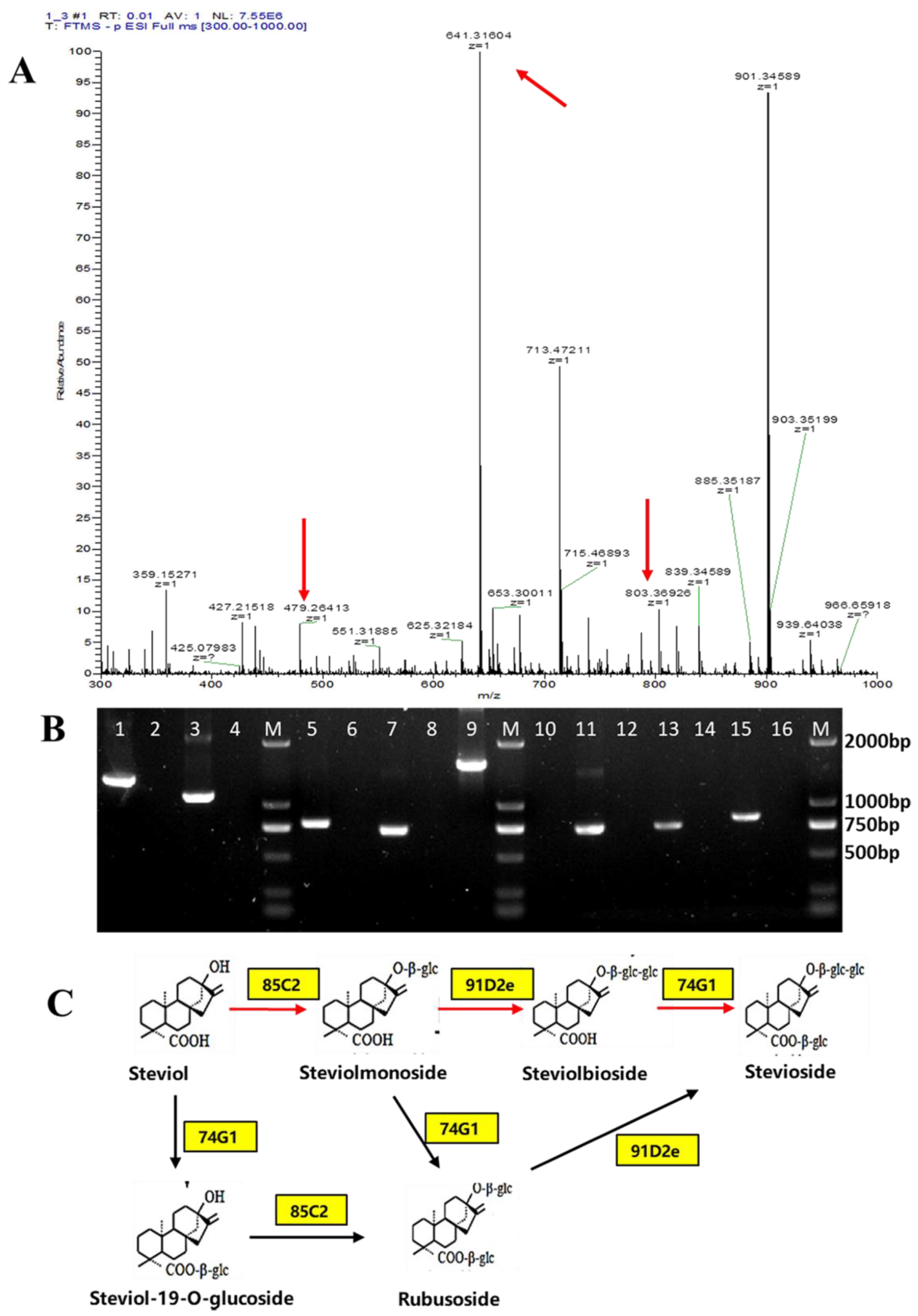 Microorganisms 12 01125 g004