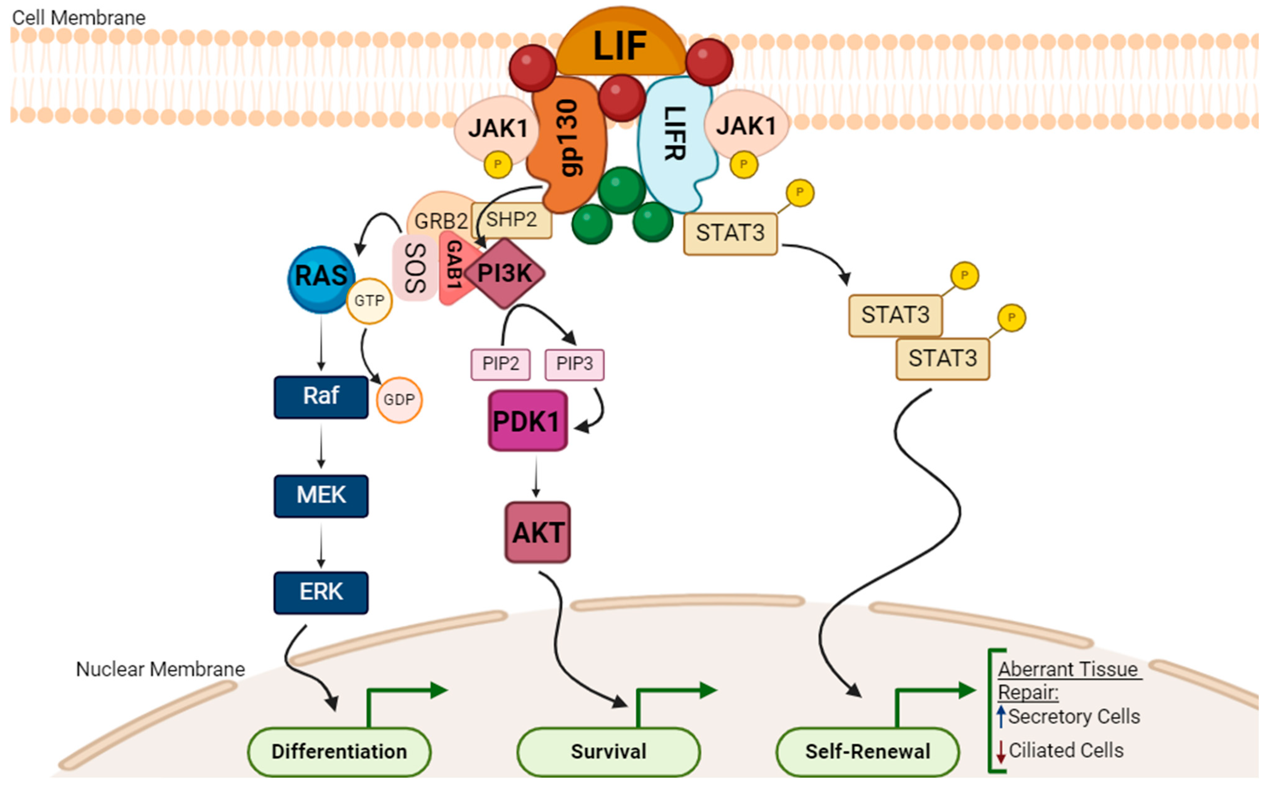 Microorganisms 12 01126 g001
