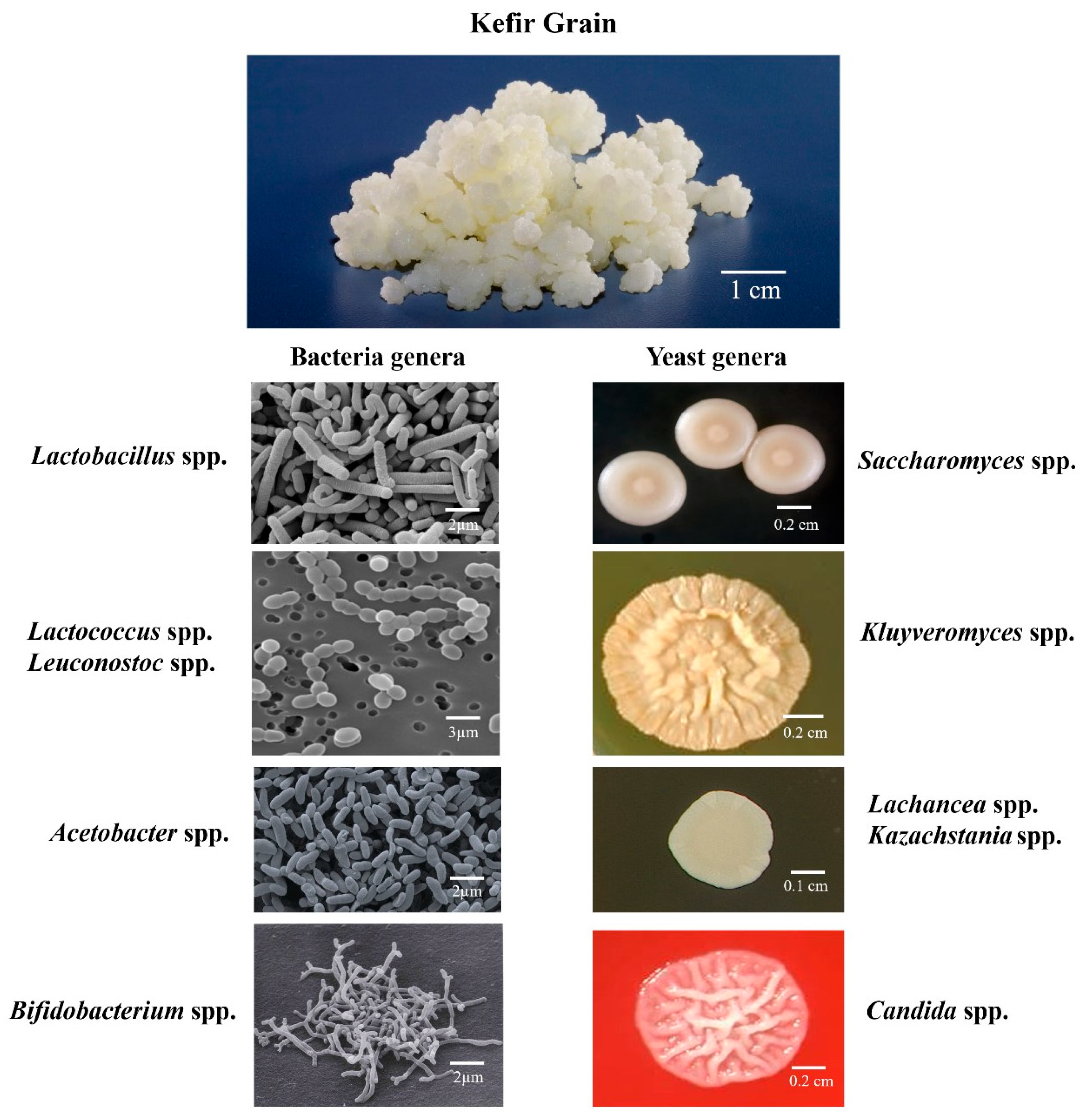 Microorganisms 12 01127 g004