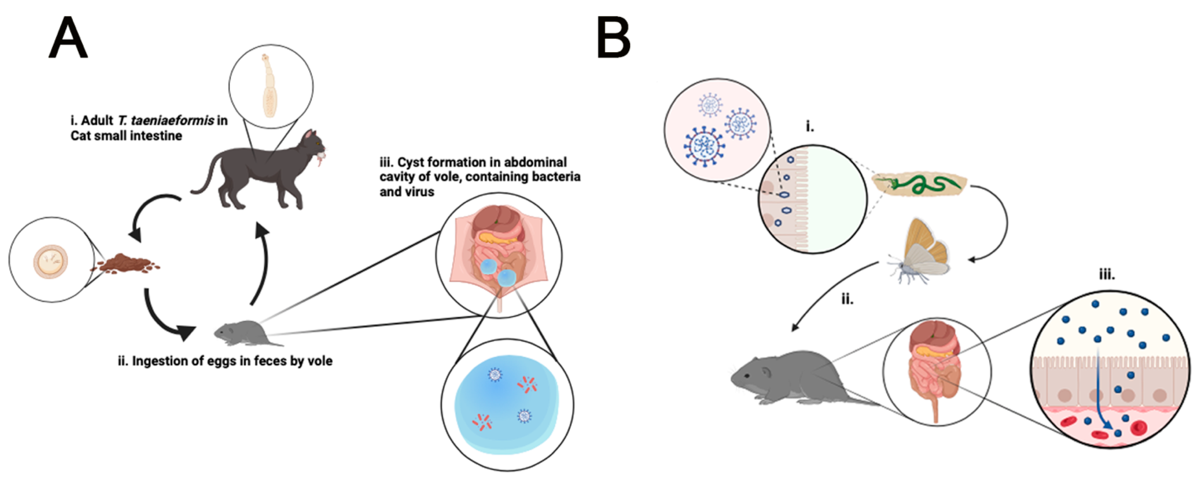 Microorganisms 12 01130 g004