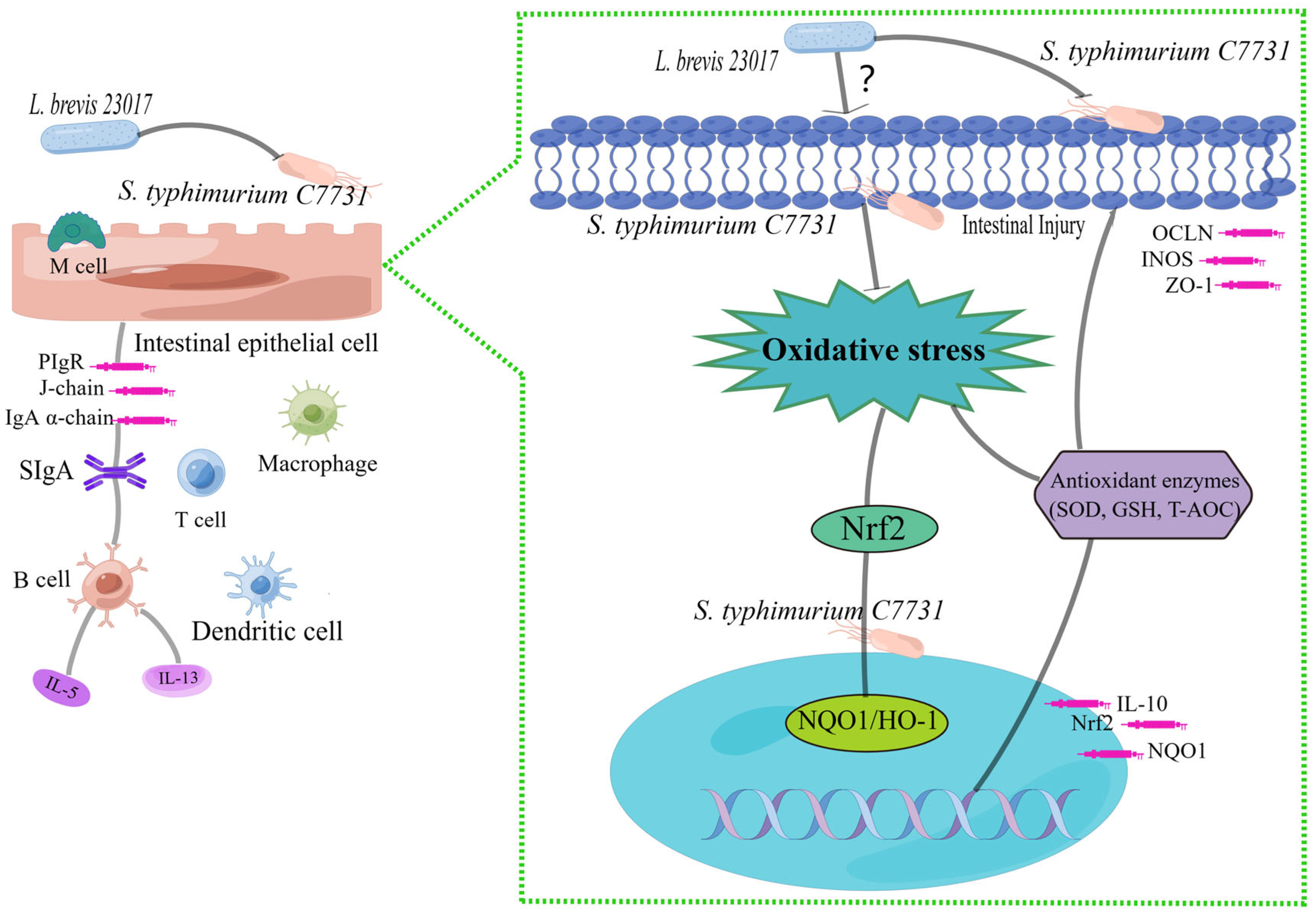 Microorganisms 12 01135 g008
