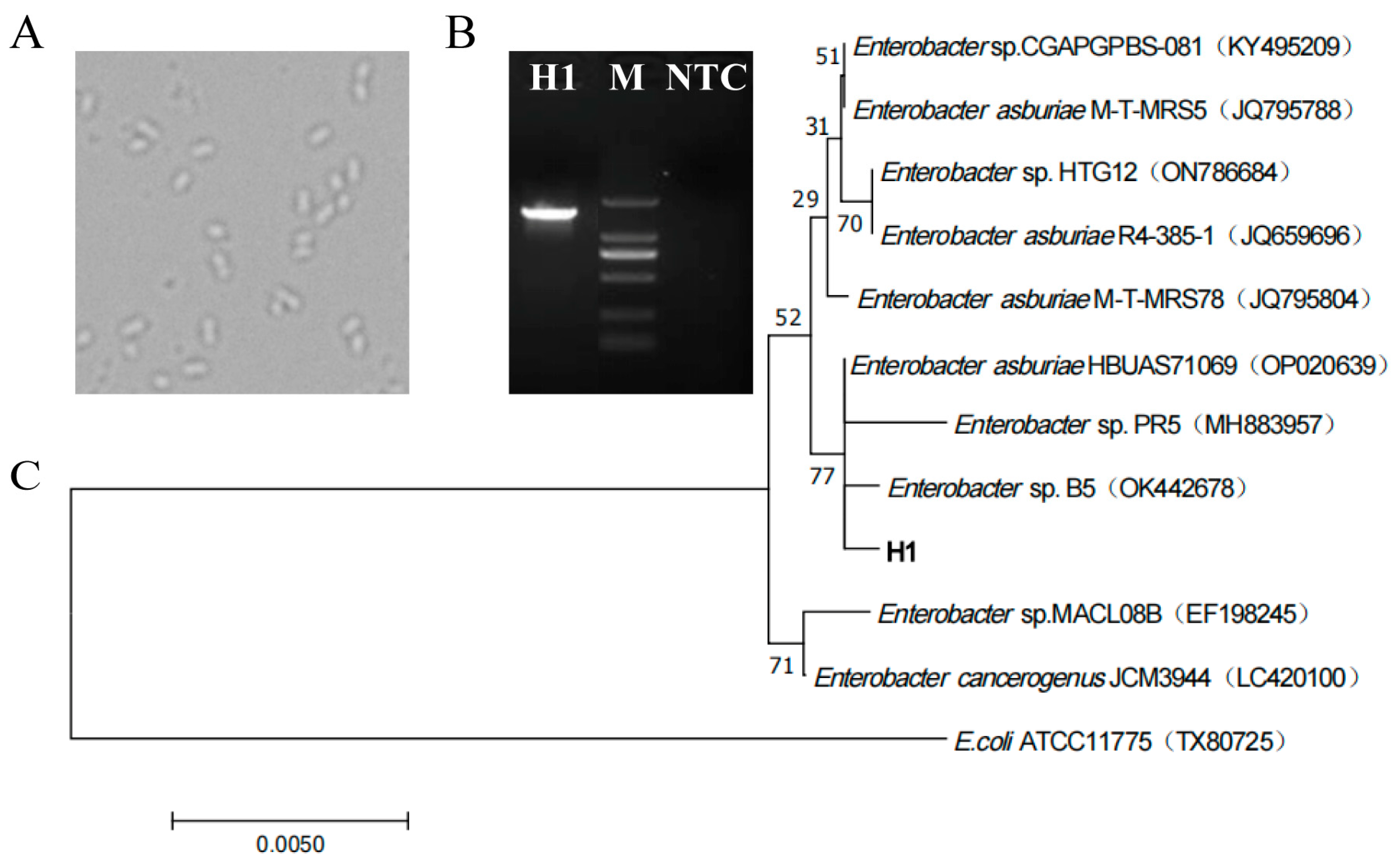 Microorganisms 12 01136 g003