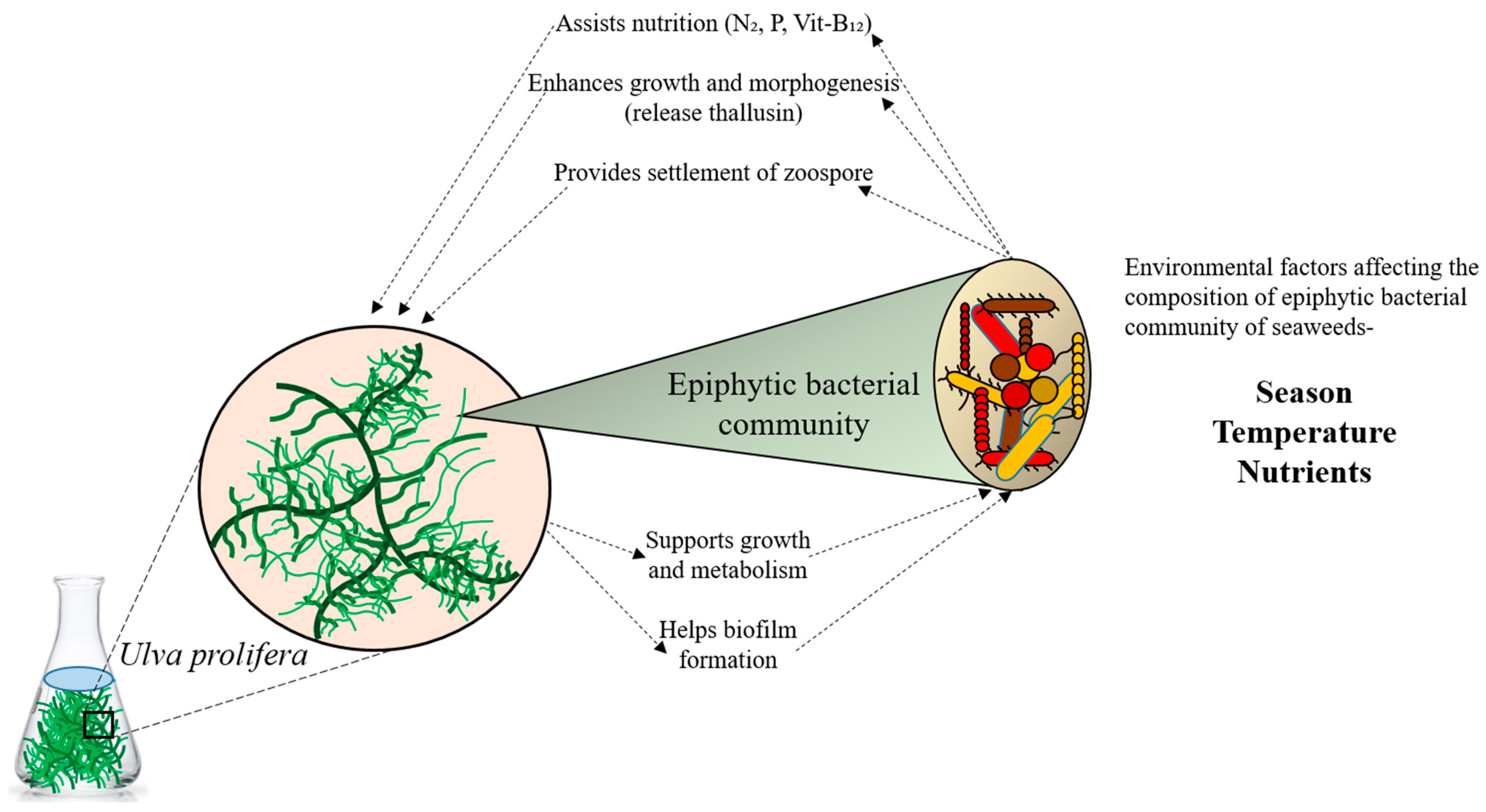 Microorganisms 12 01142 g001