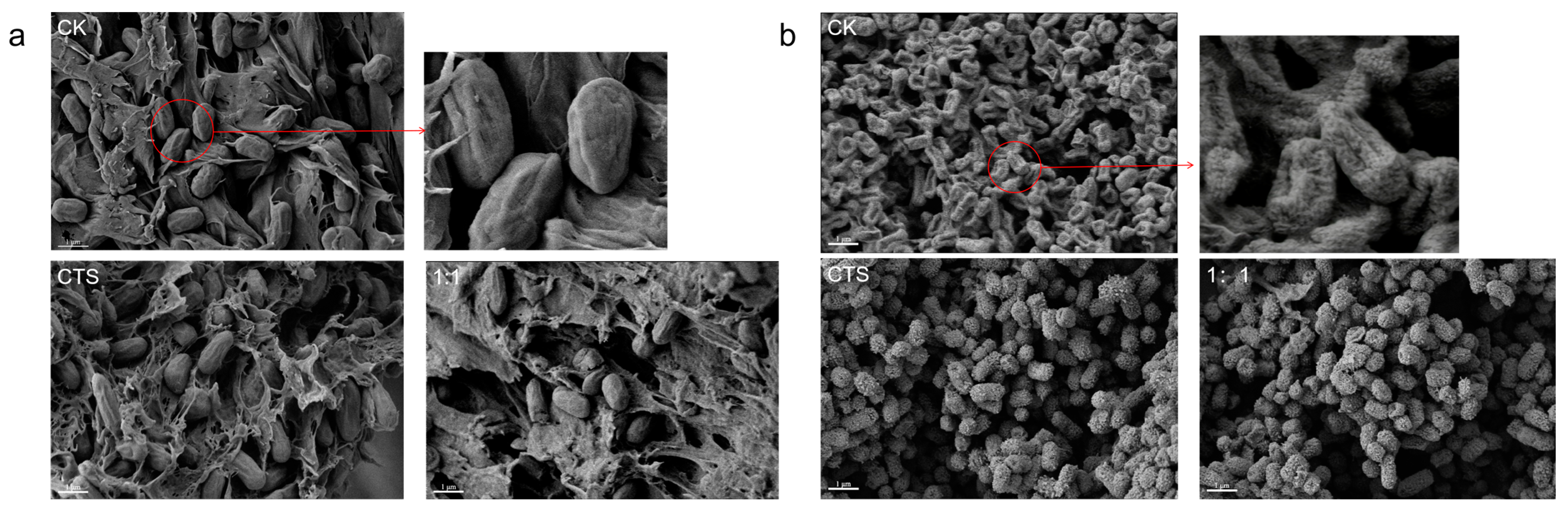 Microorganisms 12 01149 g004