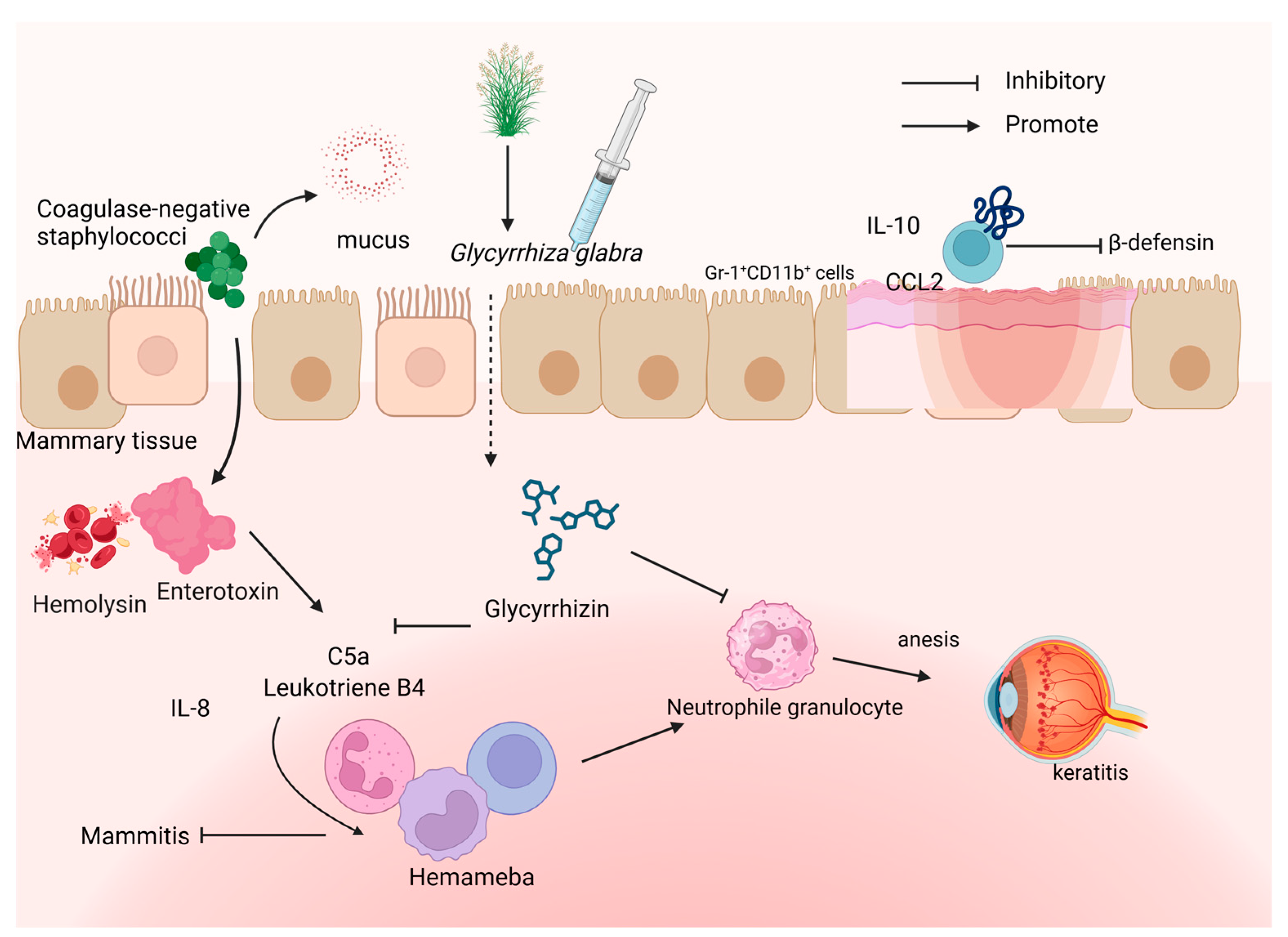 Microorganisms 12 01155 g004