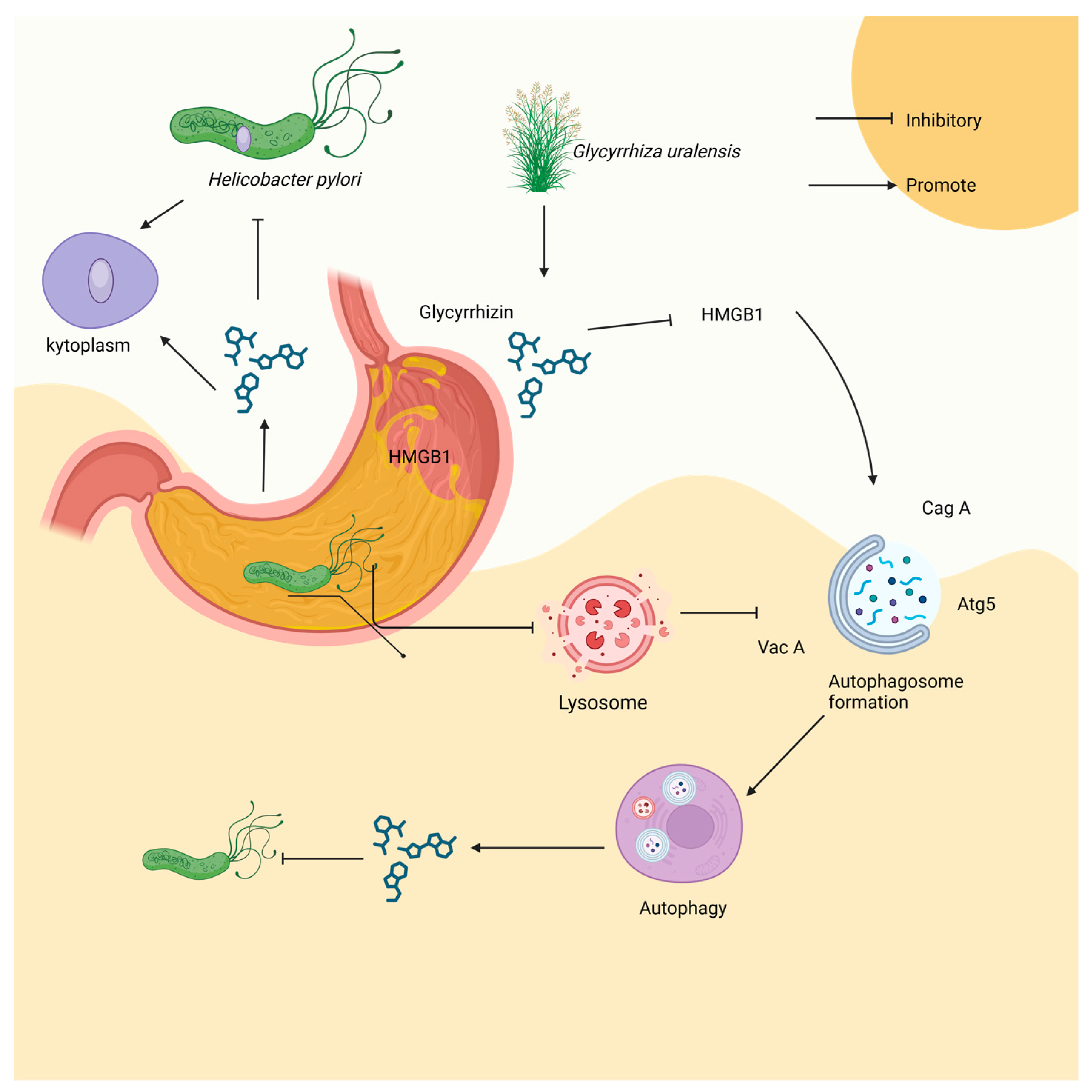 Microorganisms 12 01155 g005