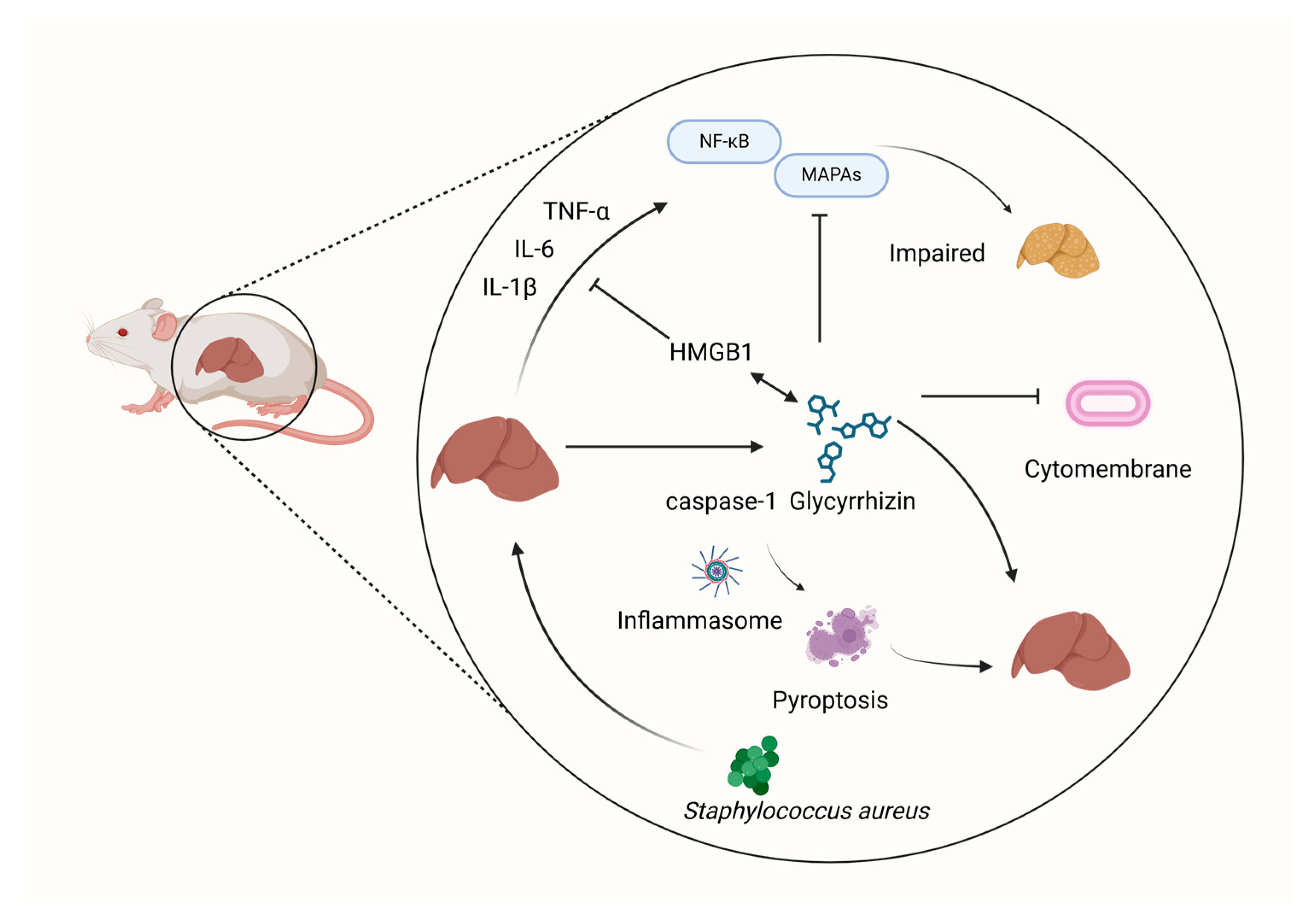 Microorganisms 12 01155 g006