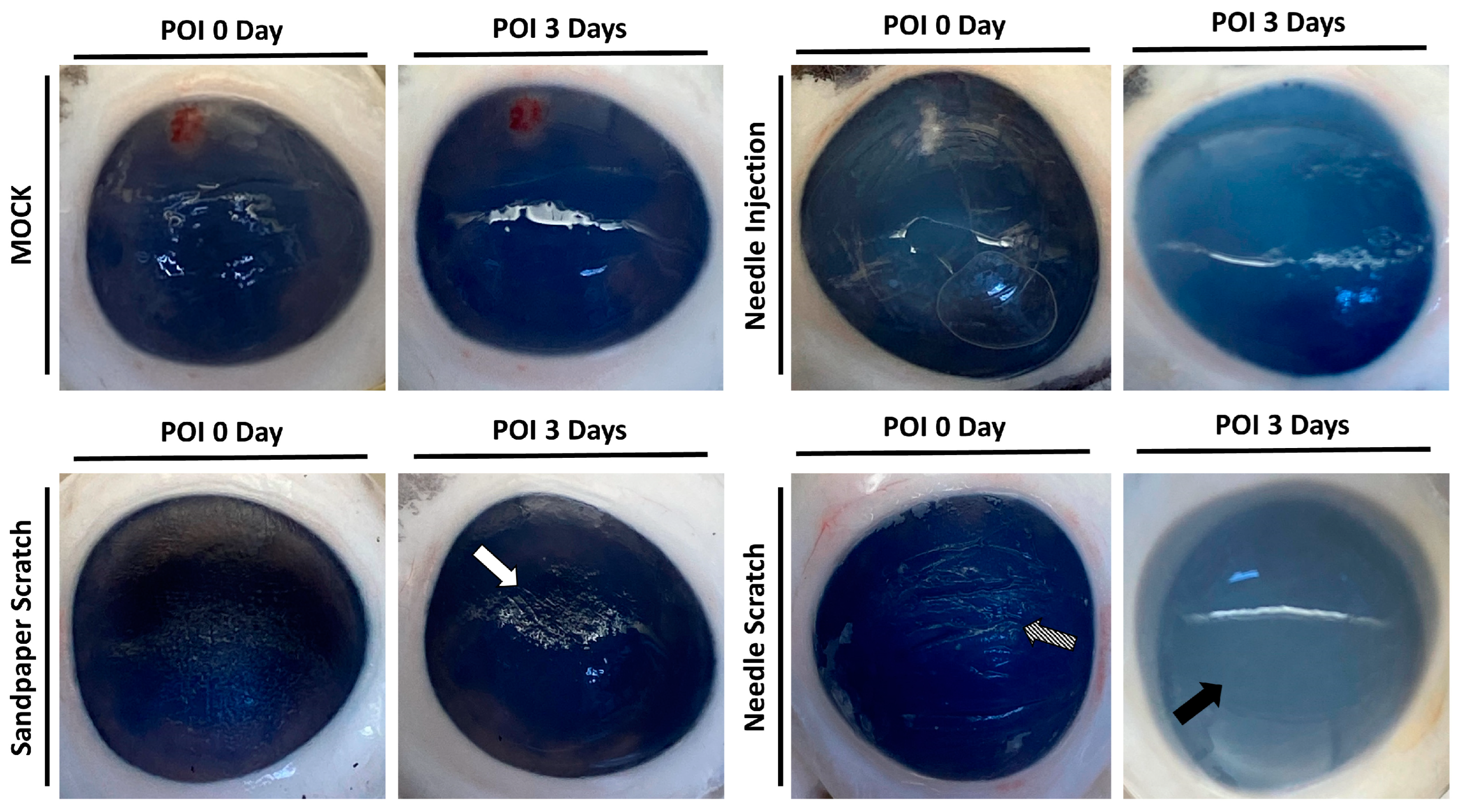 Microorganisms 12 01161 g002