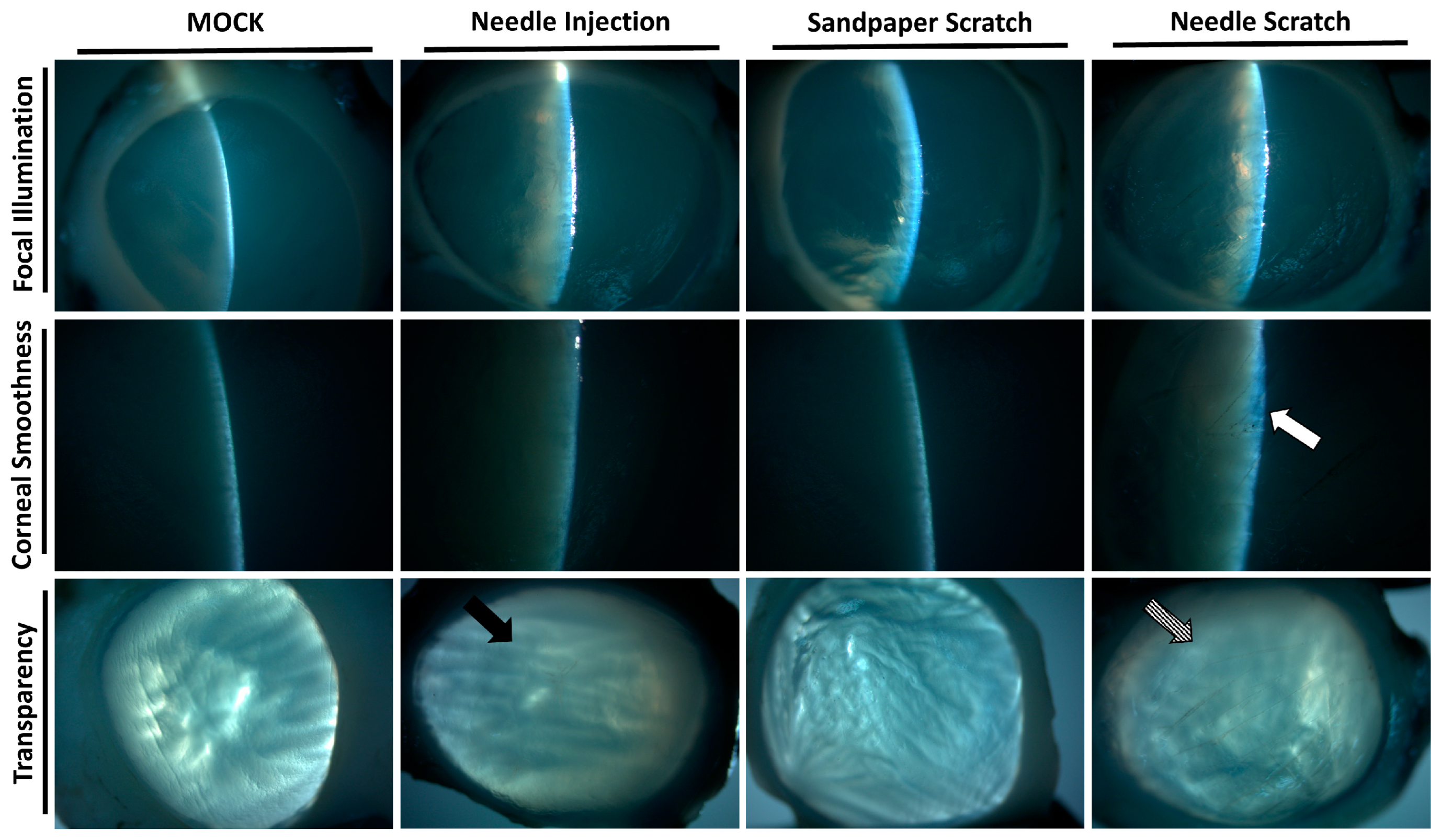 Microorganisms 12 01161 g003