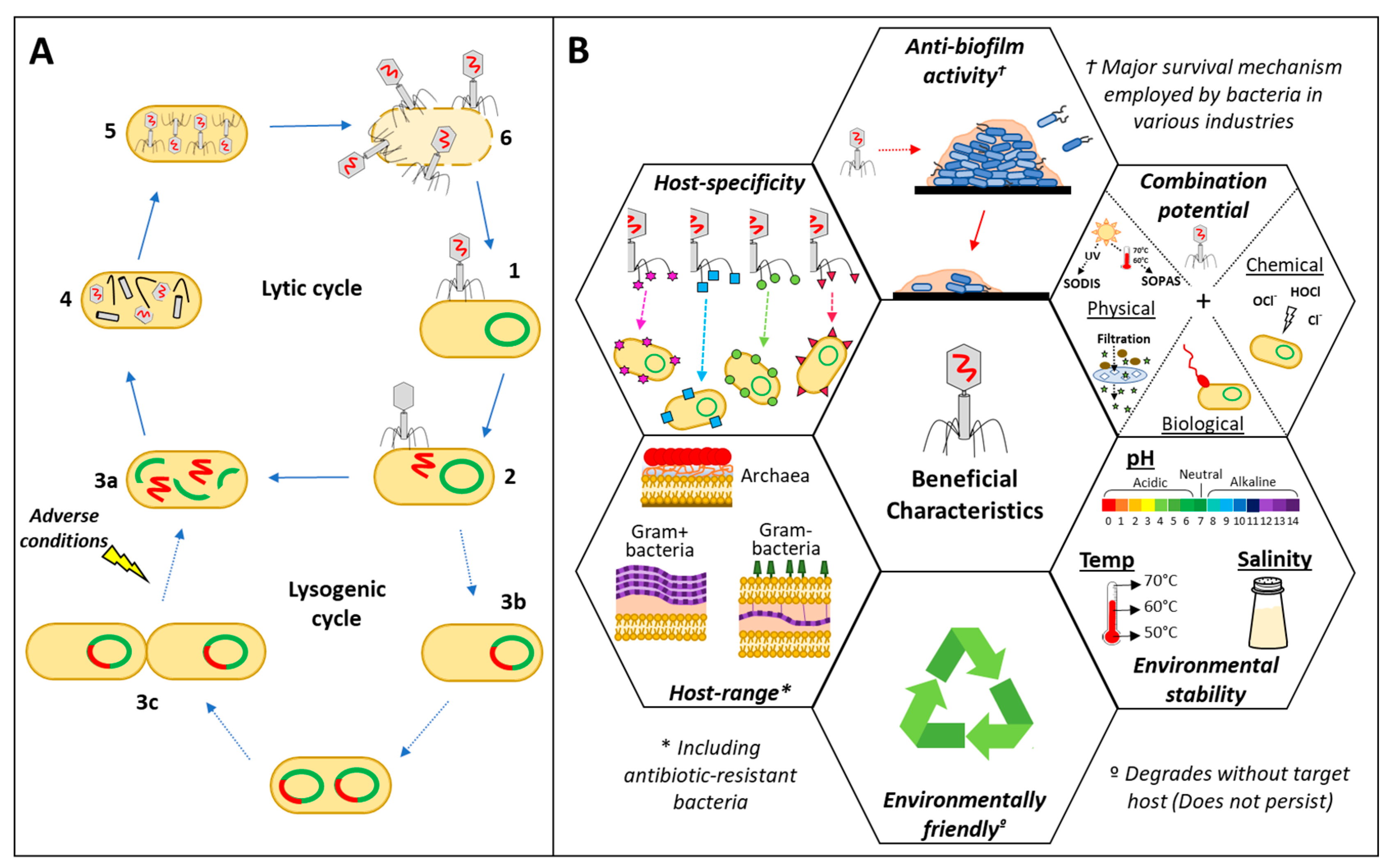 Microorganisms 12 01163 g001