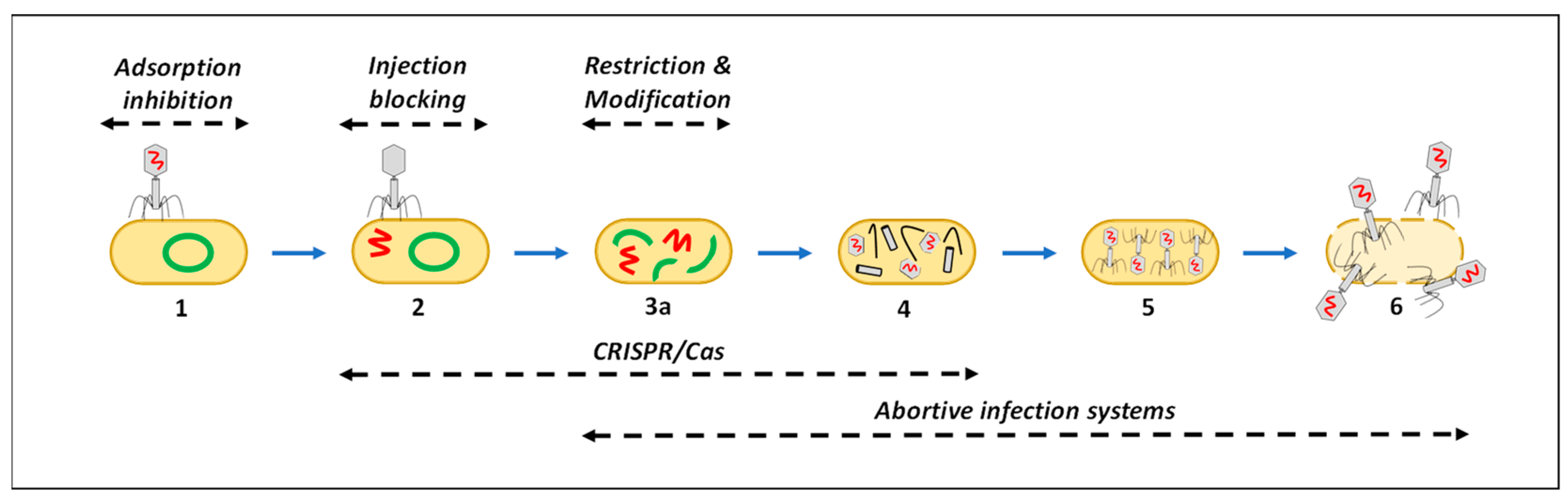 Microorganisms 12 01163 g003