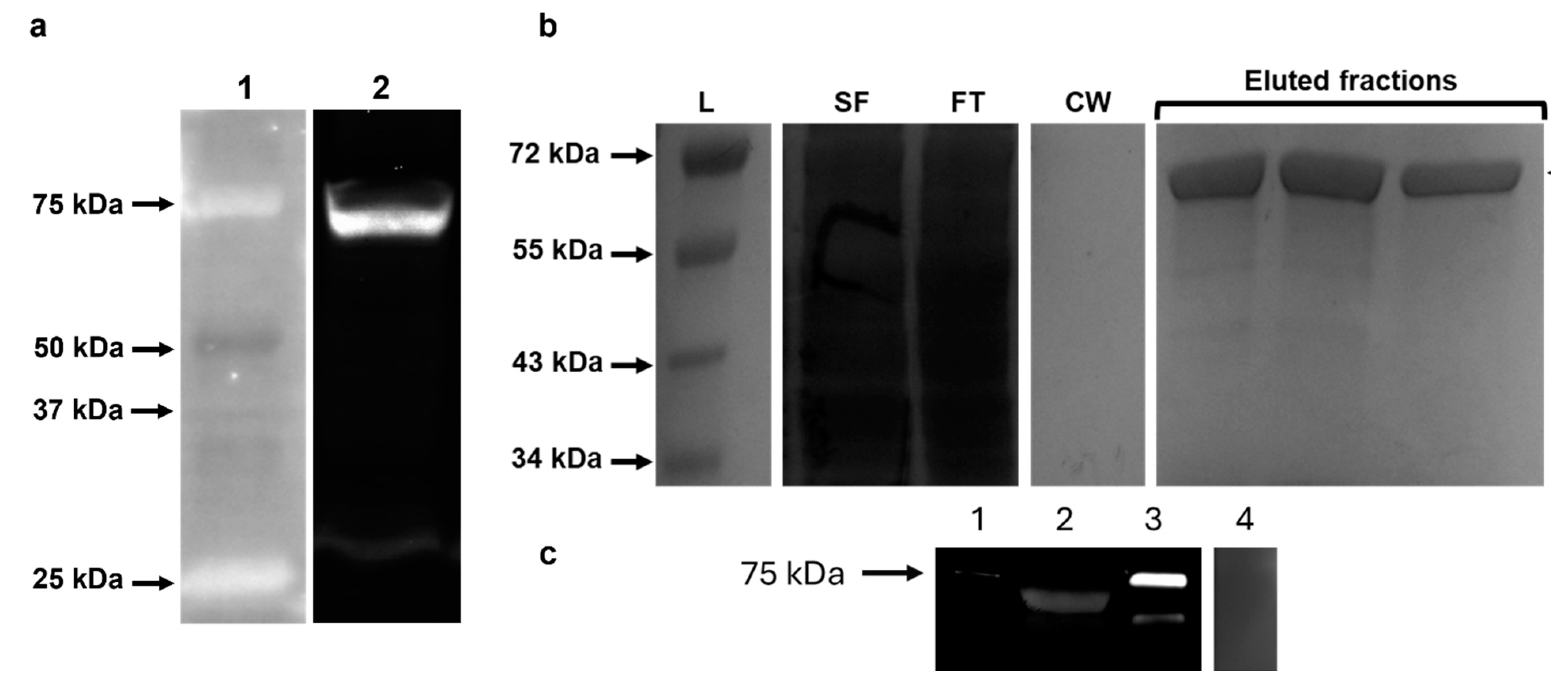 Microorganisms 12 01164 g004